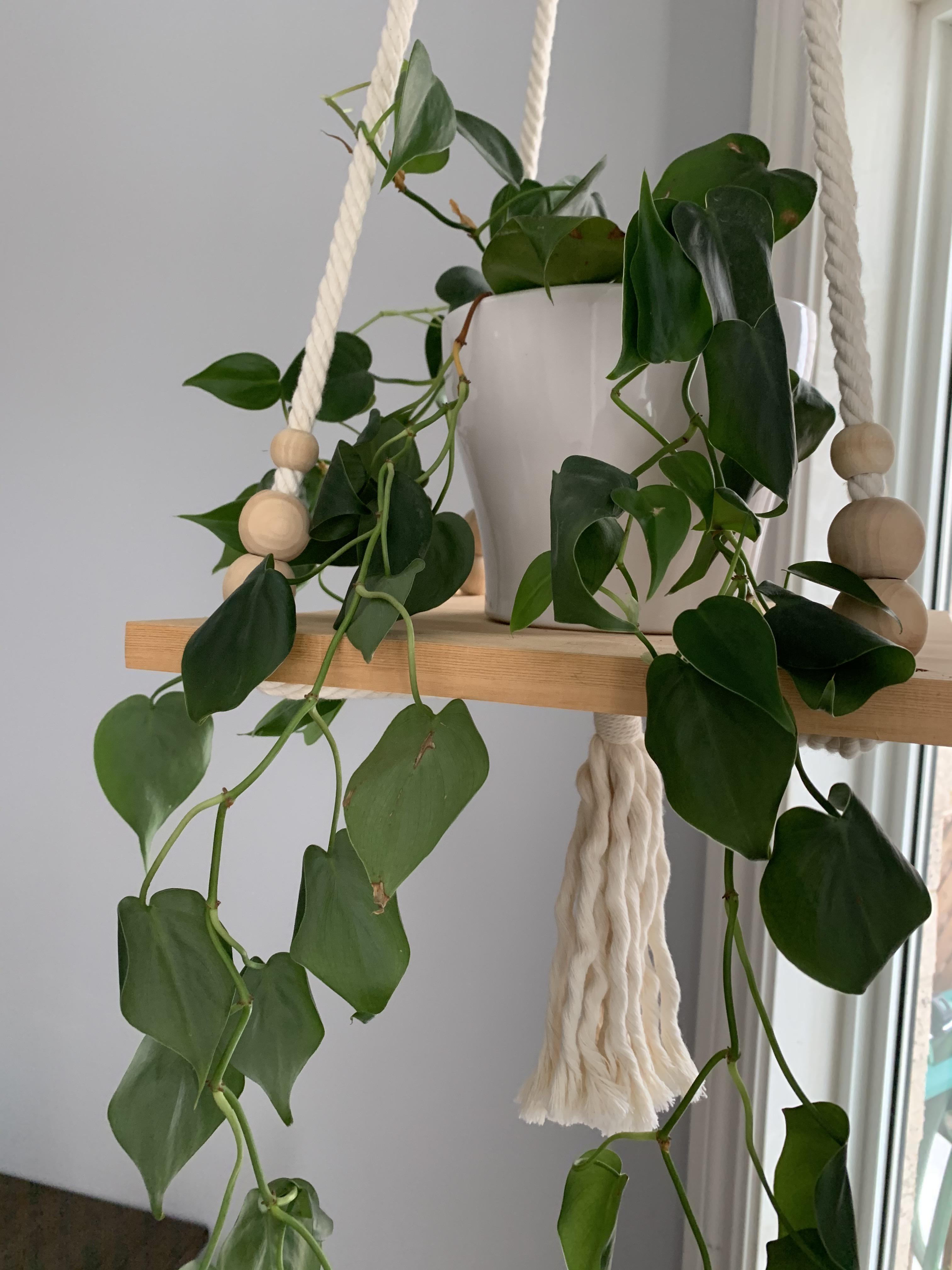 Why is my plants leaves curling in? It doesn’t look healthy anymore