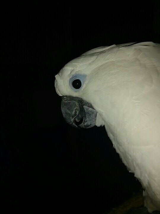 Cockatoo attacks cockatoos