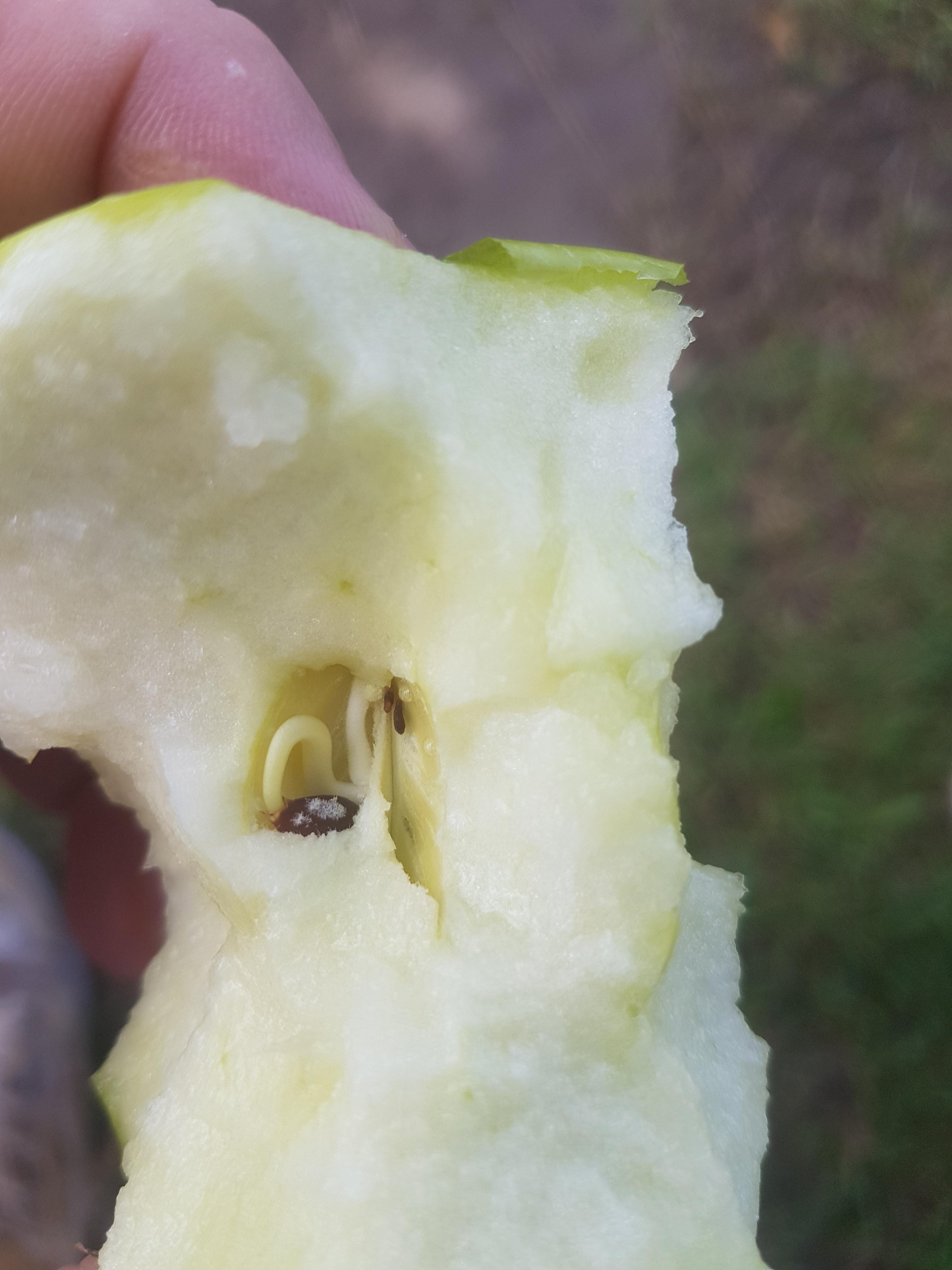 A seed that sprouted in my apple r/mildlyinteresting
