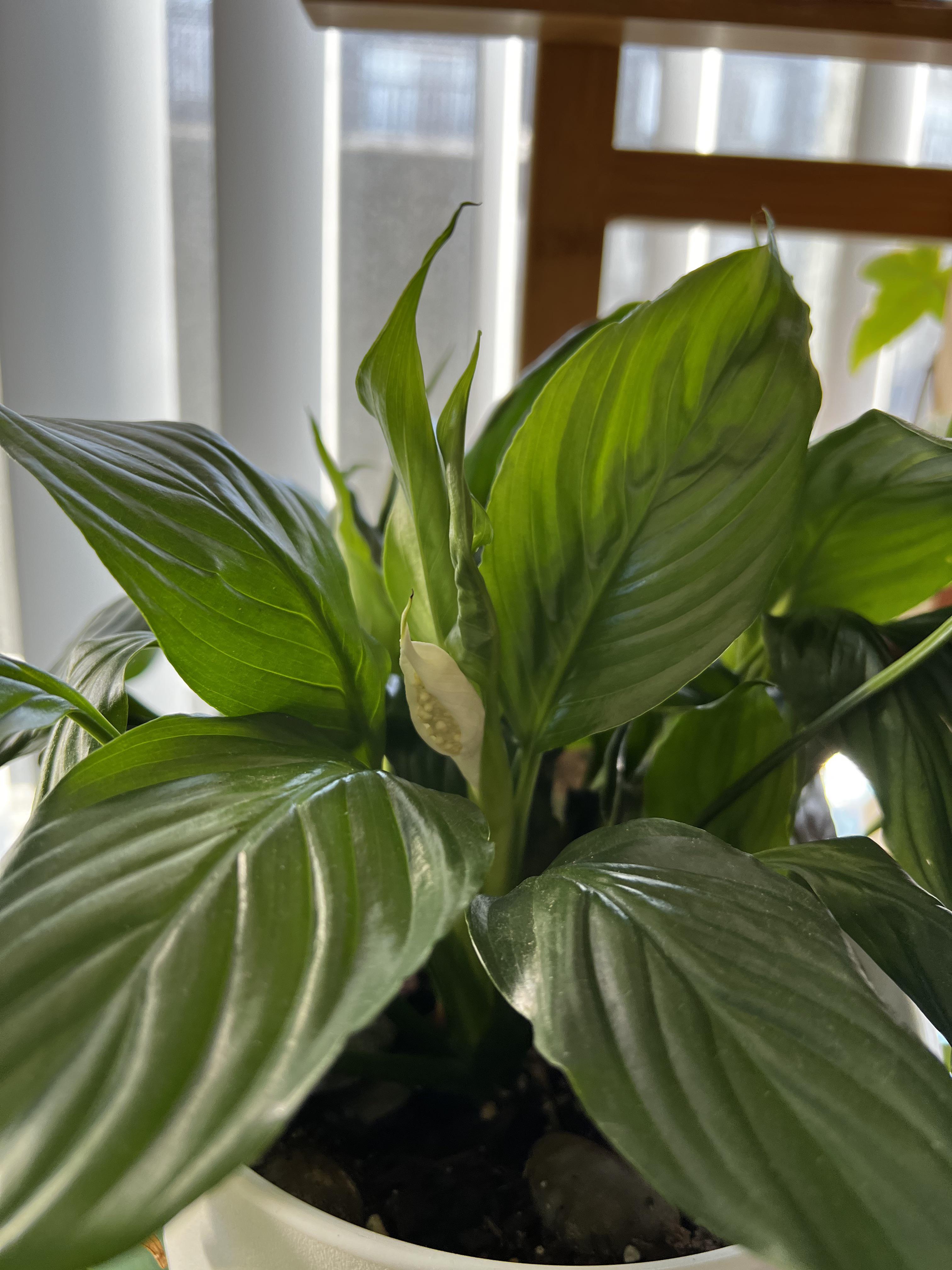 Peace Lily Flowering after 1.5 years🎉 r/plants