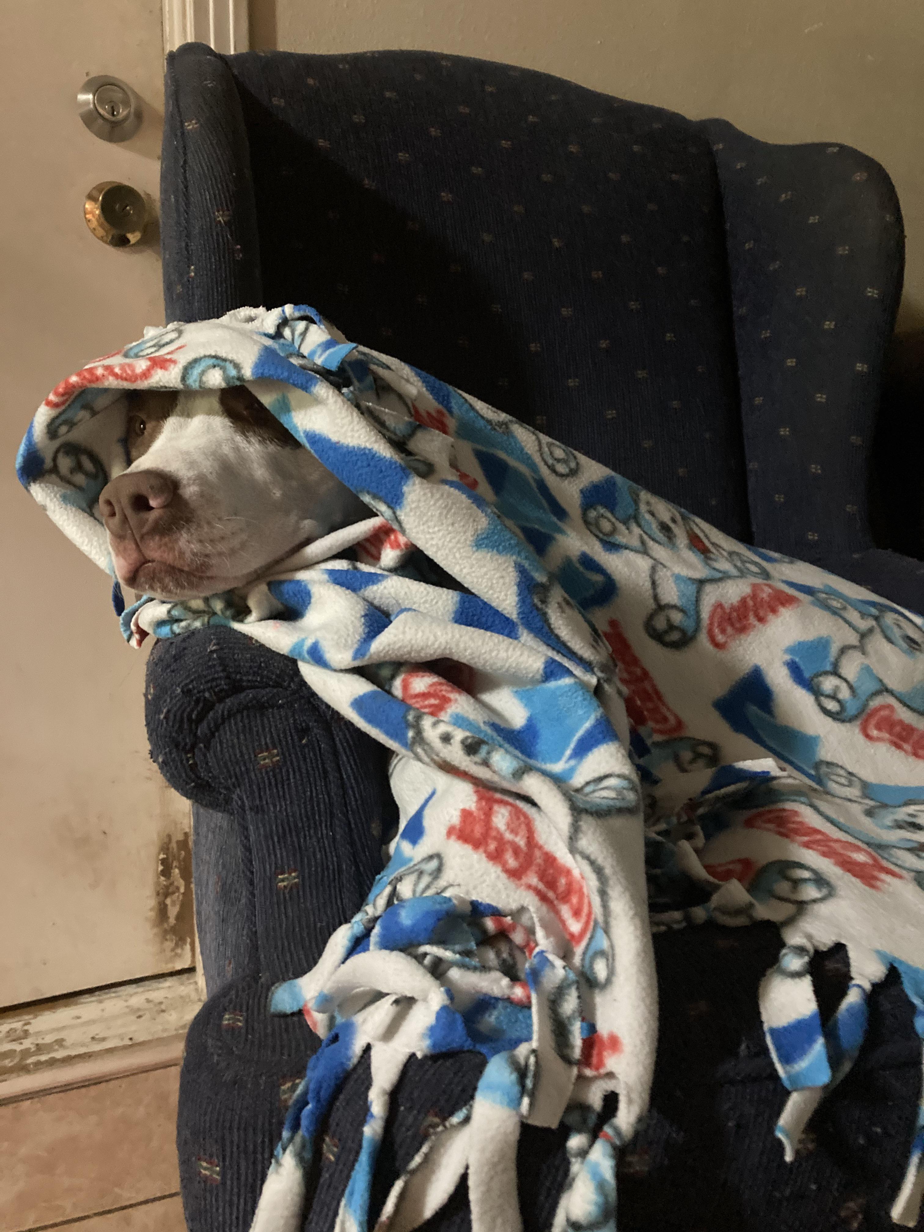 This is his usual routine blankets and more blankets please 💚 r/pitbulls