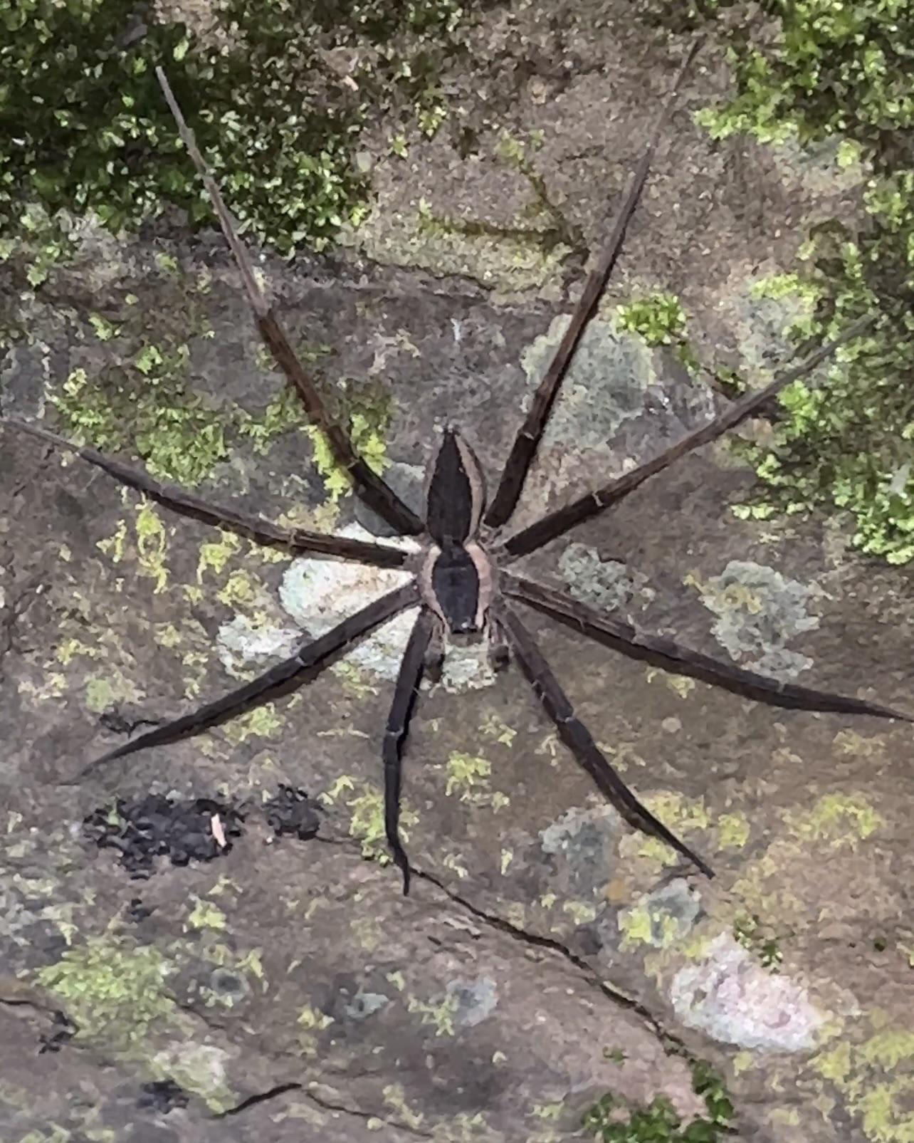 Giant Underwater Spider