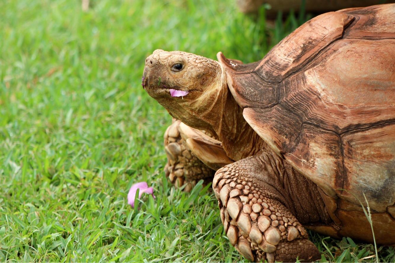 ITAP of a tortoise eating a flower r/itookapicture