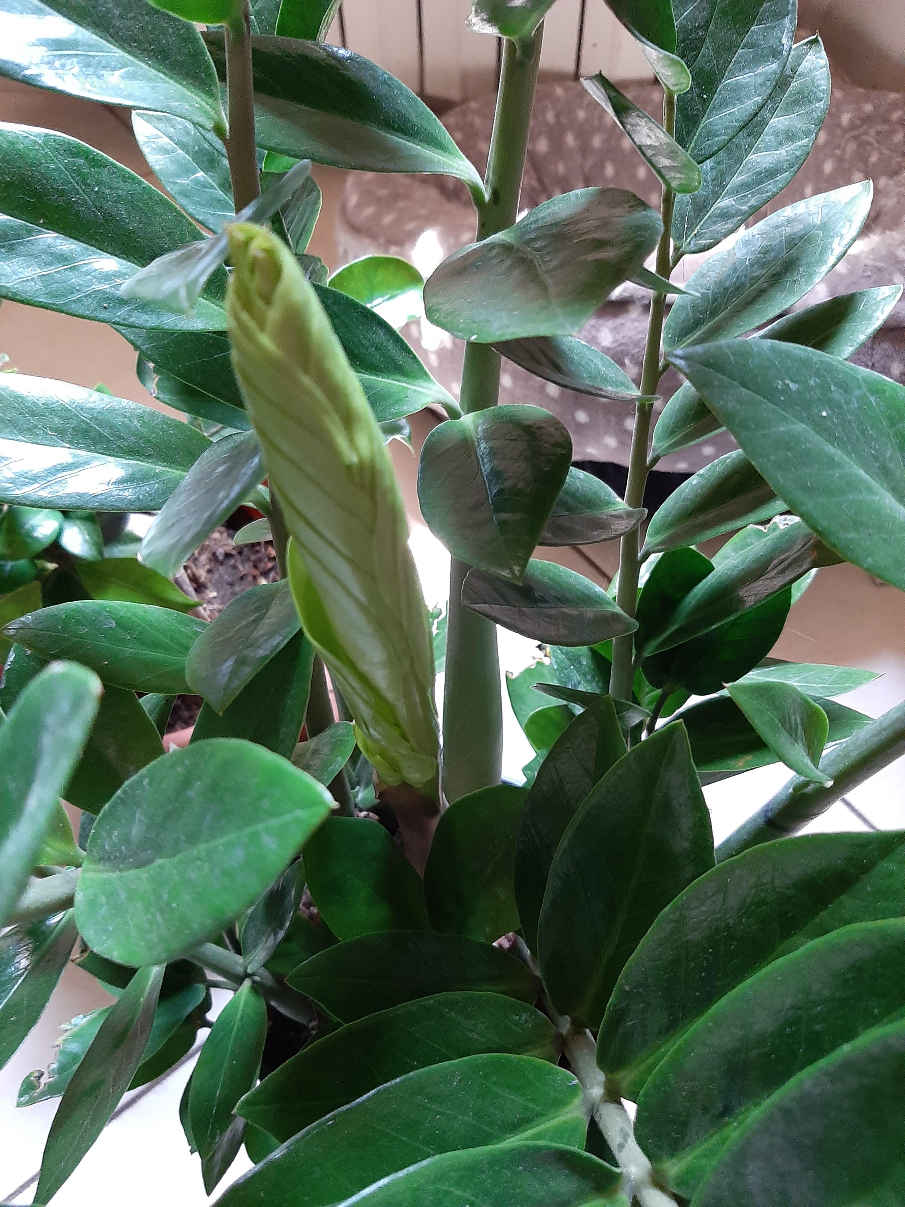 My zz plant keeps sprouting new growth r/plants