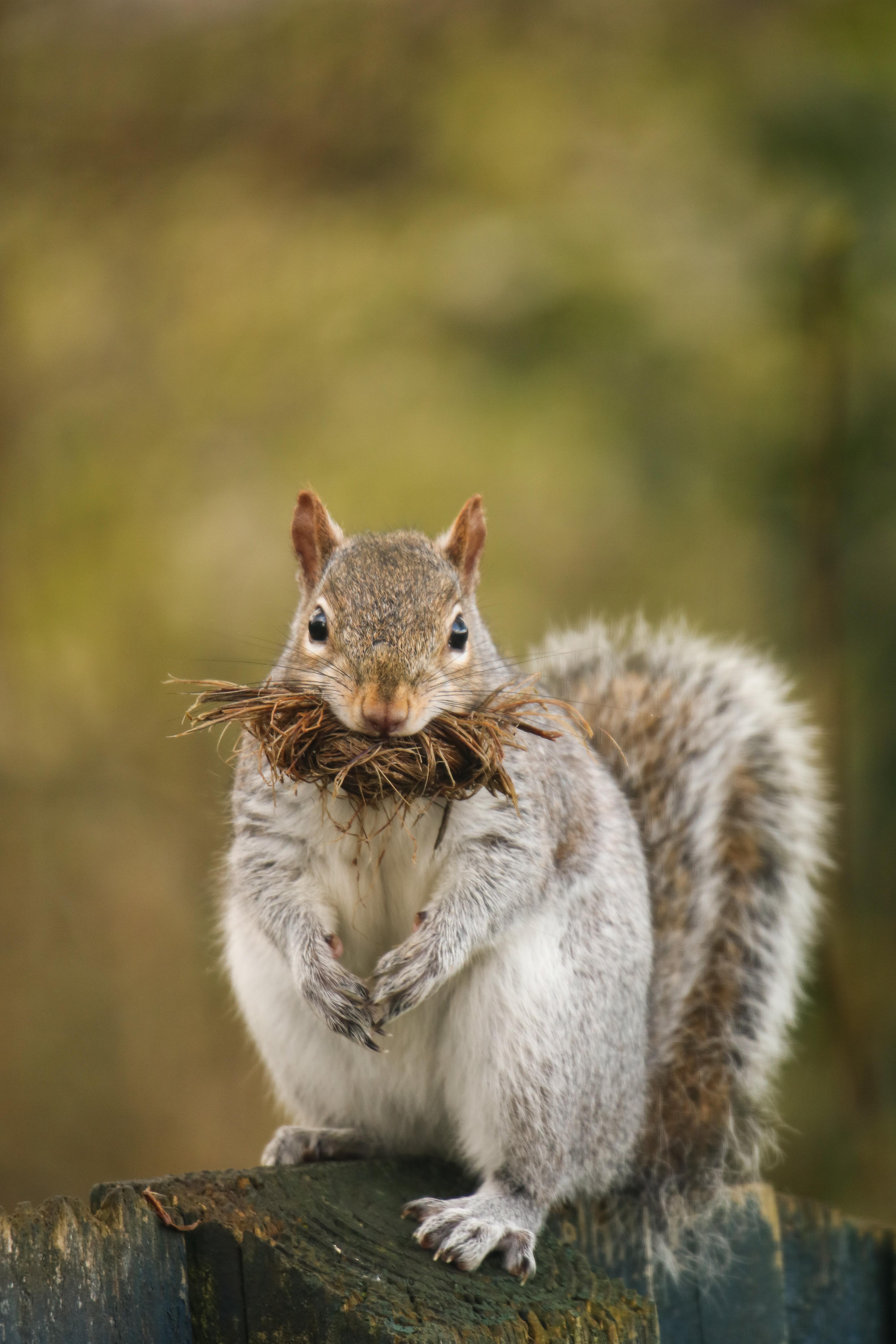 Grey Squirrel tearing up my garden rope f/6.3, 1/60, ISO 400, 400mm
