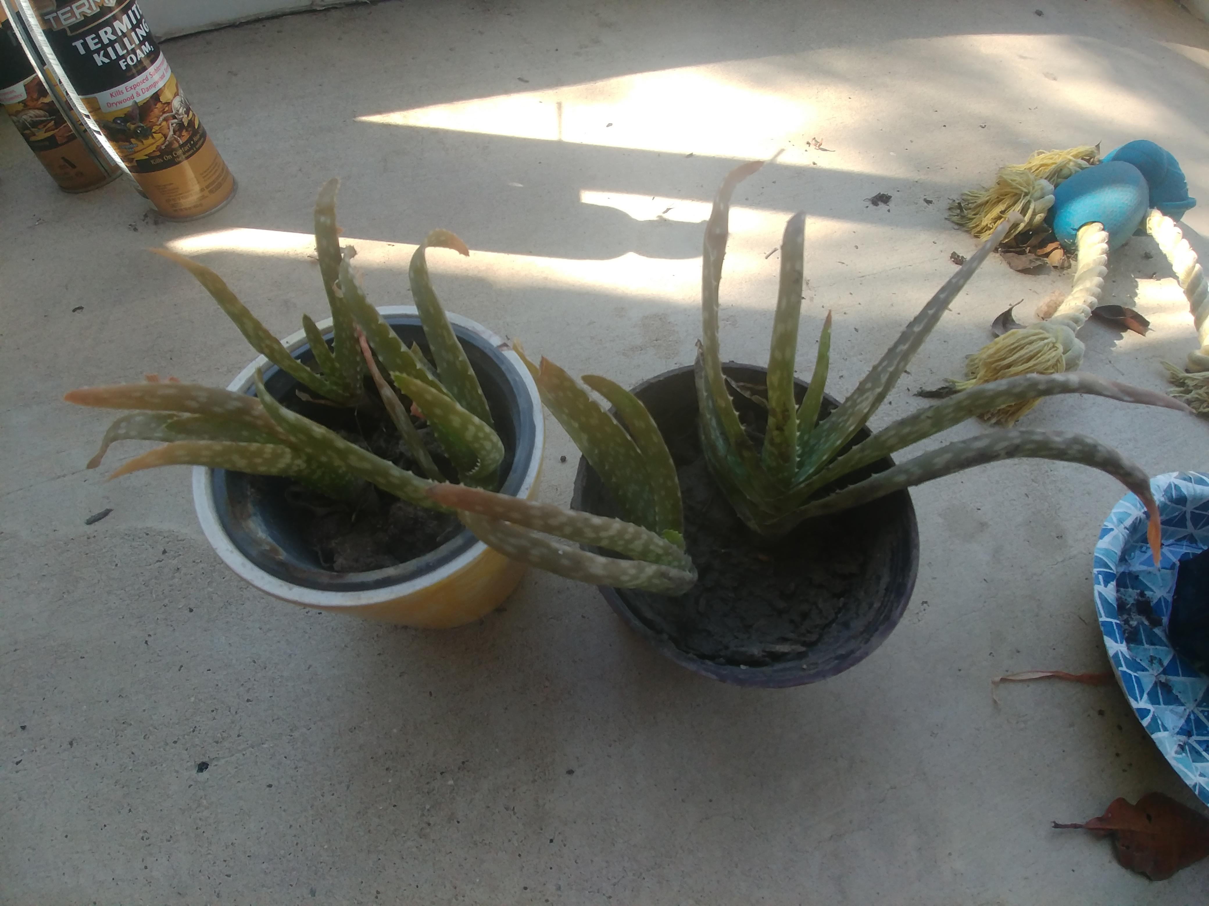 Help, brown tips on aloe plant r/plant
