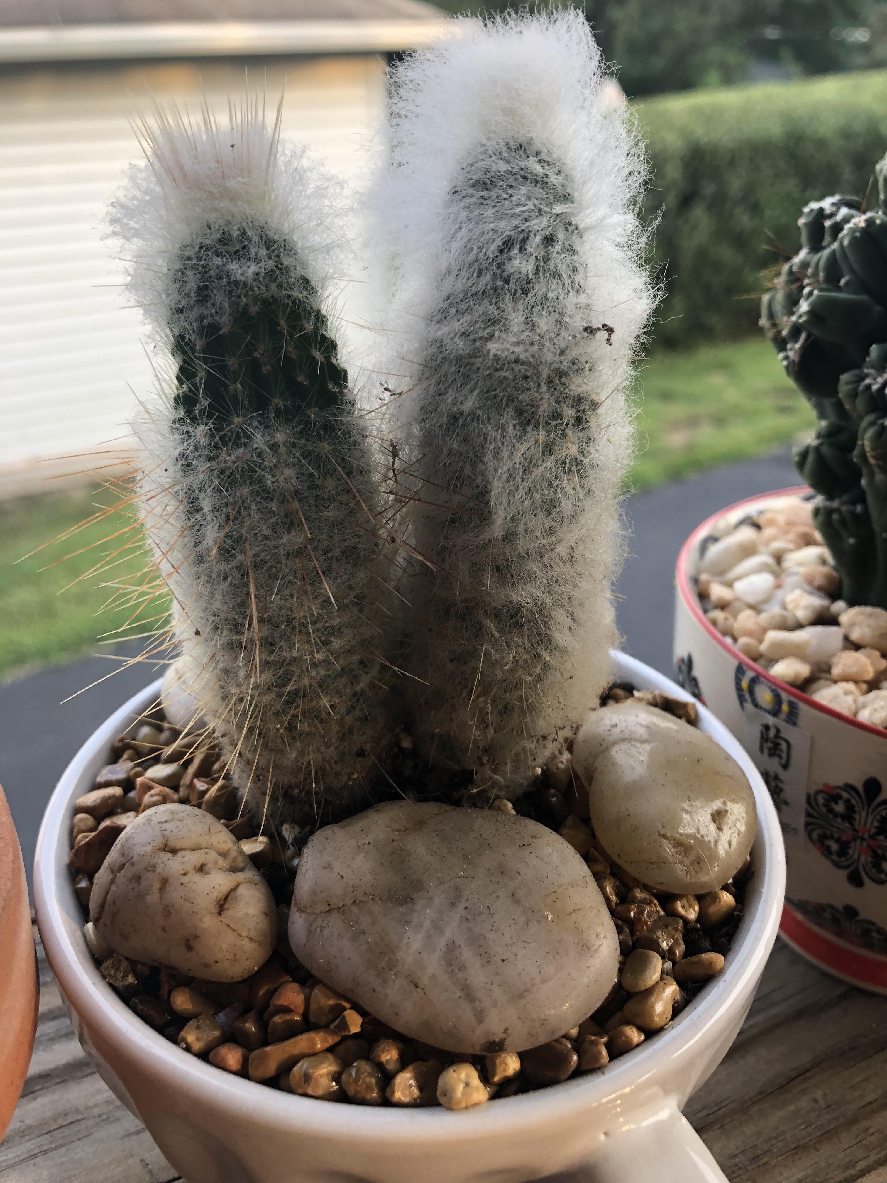 Meet my guy Harold, scalping occurred during fake flower removal. He’s made a big comeback! r