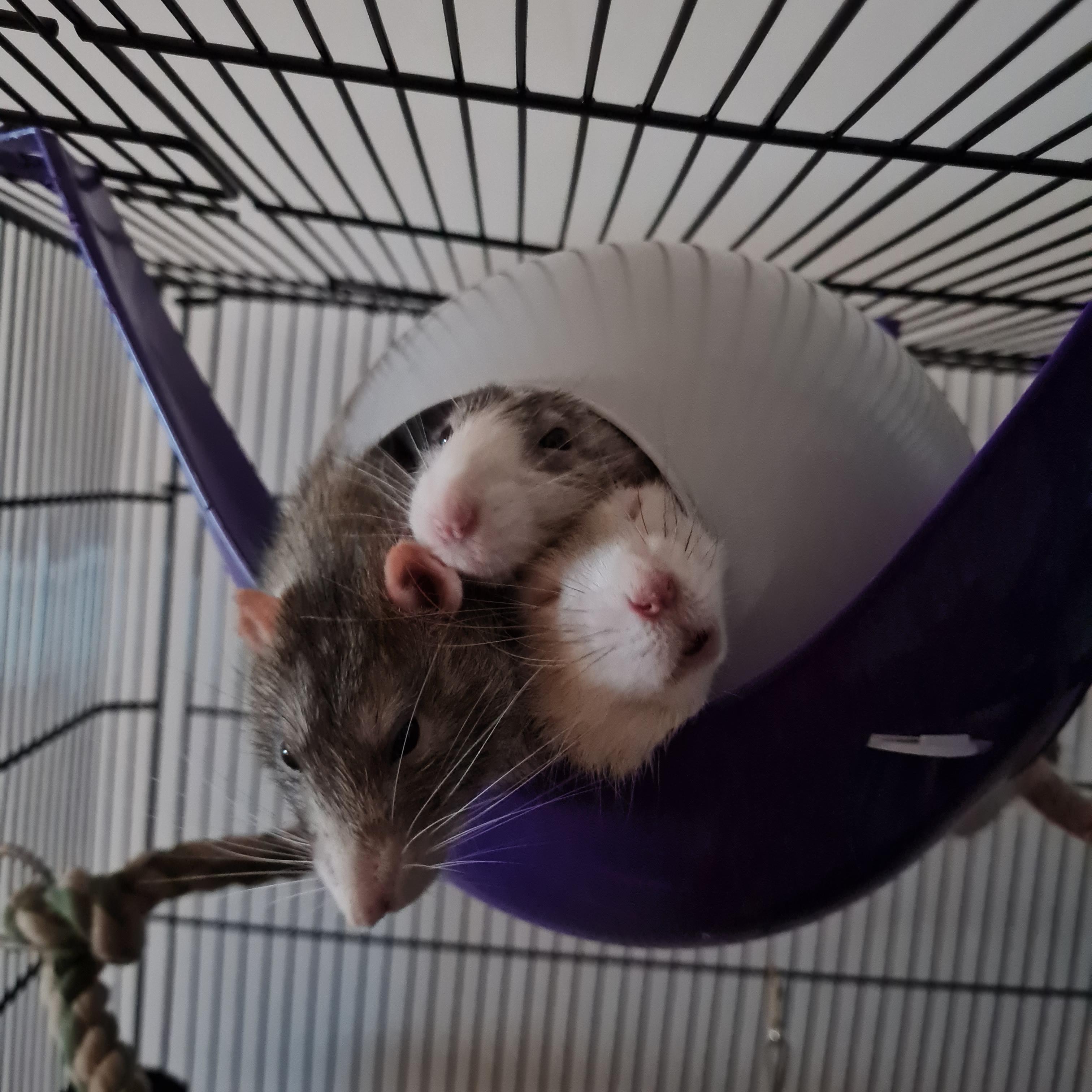 Best friends! They'd love to have all four of them in here, but three