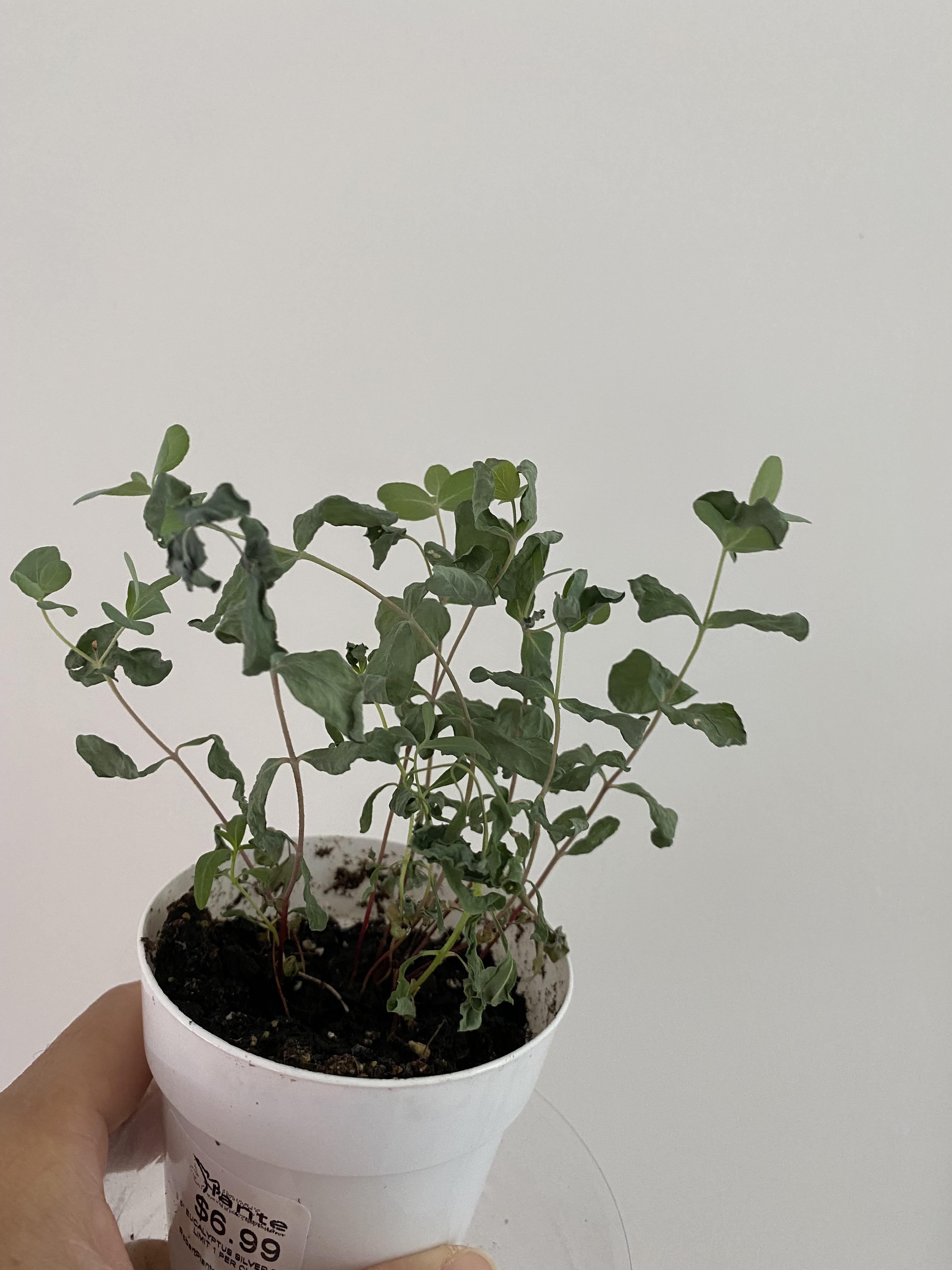 My eucalyptus keeps drying out fast because I do to water it on