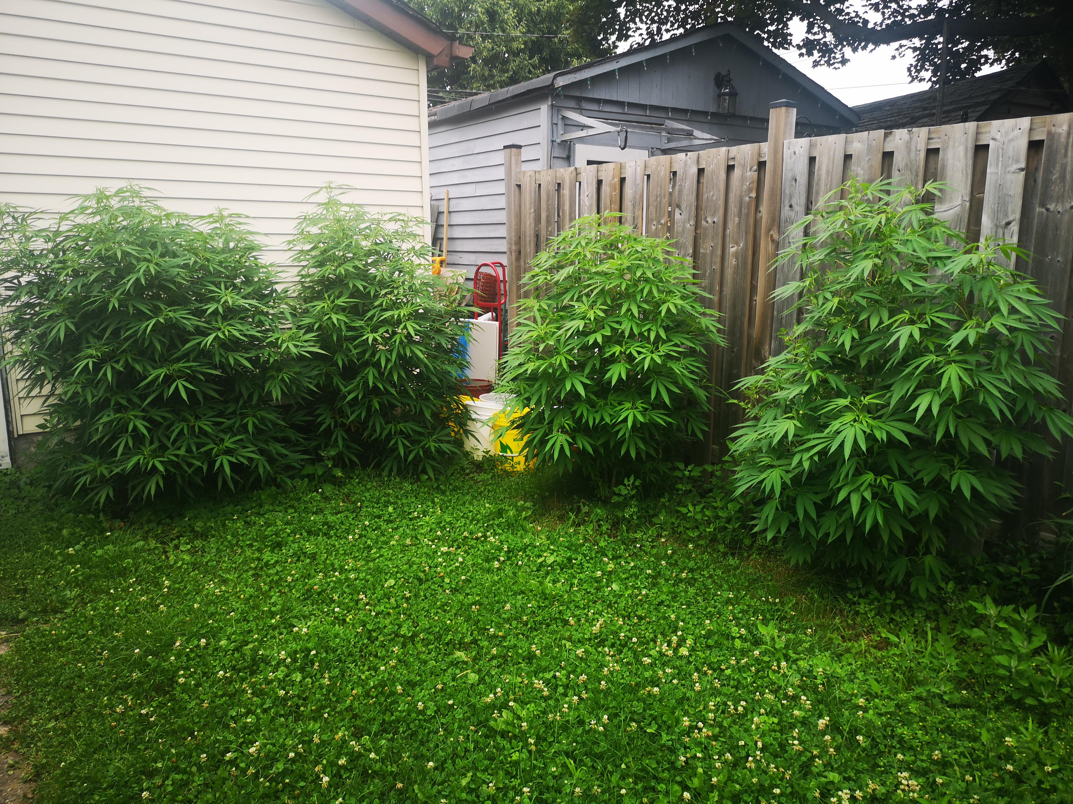 Bushy bush. Lots of rain. Started early. r/canadagrows