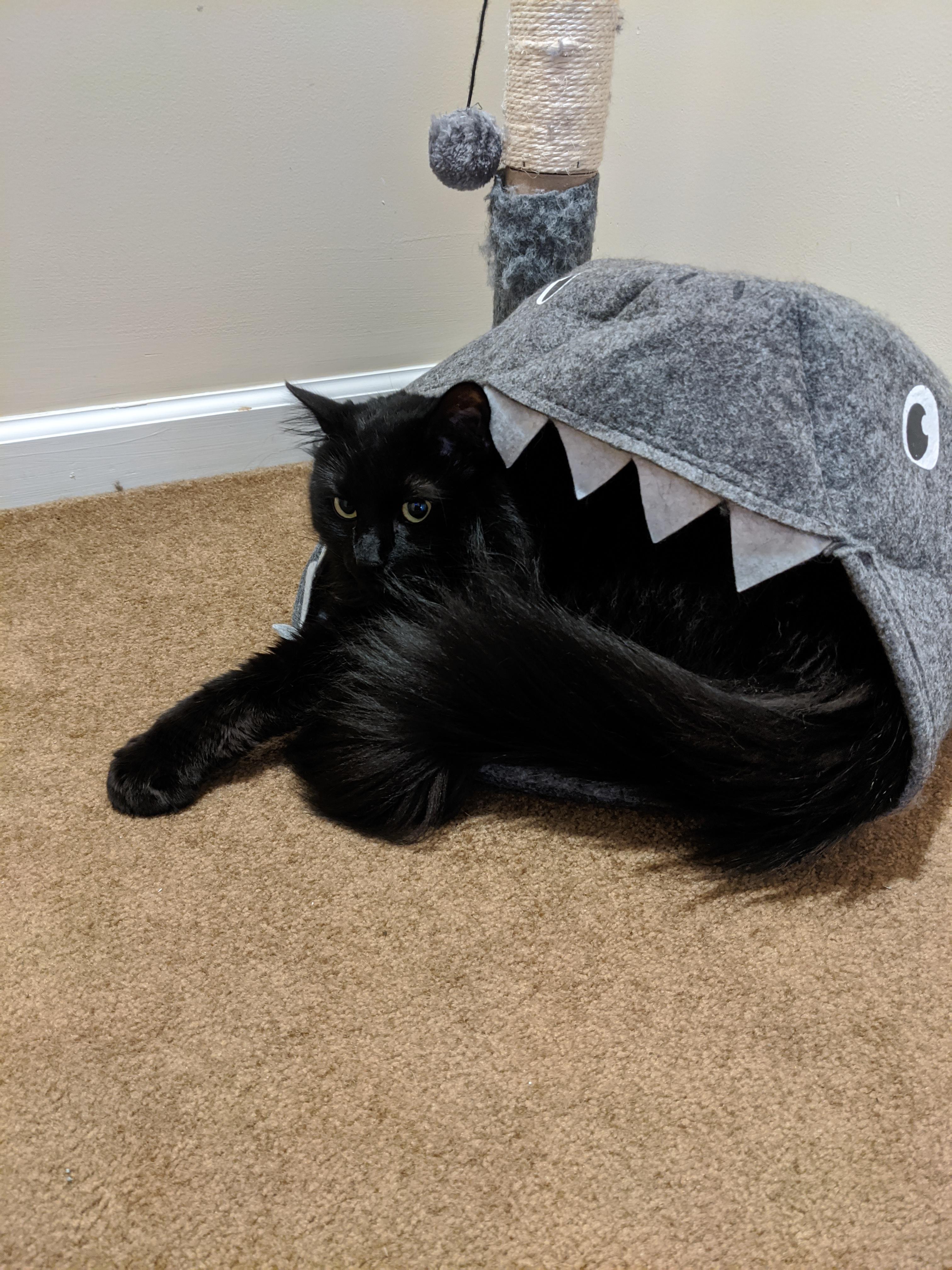 A Sharkbed Bottlebrush r/bottlebrush