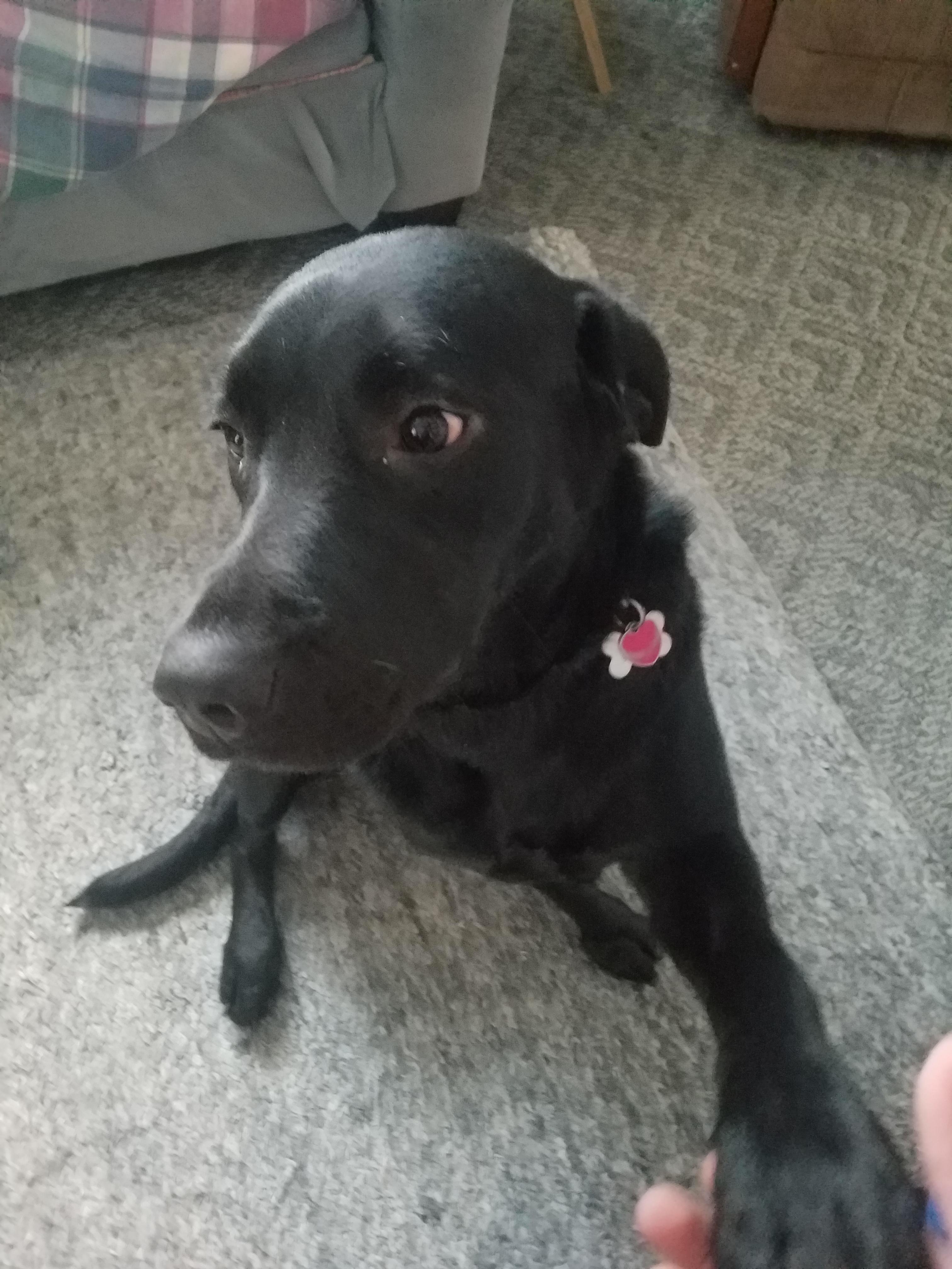 She is holding my hand (Rate my dog) Basic_vendor