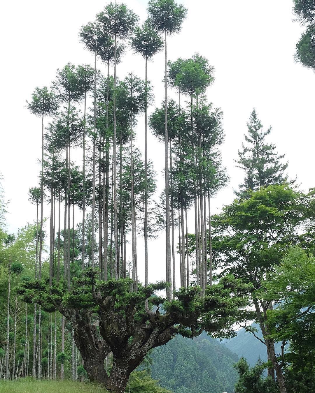 This Bonsai technique to produce lumber without cutting trees, from