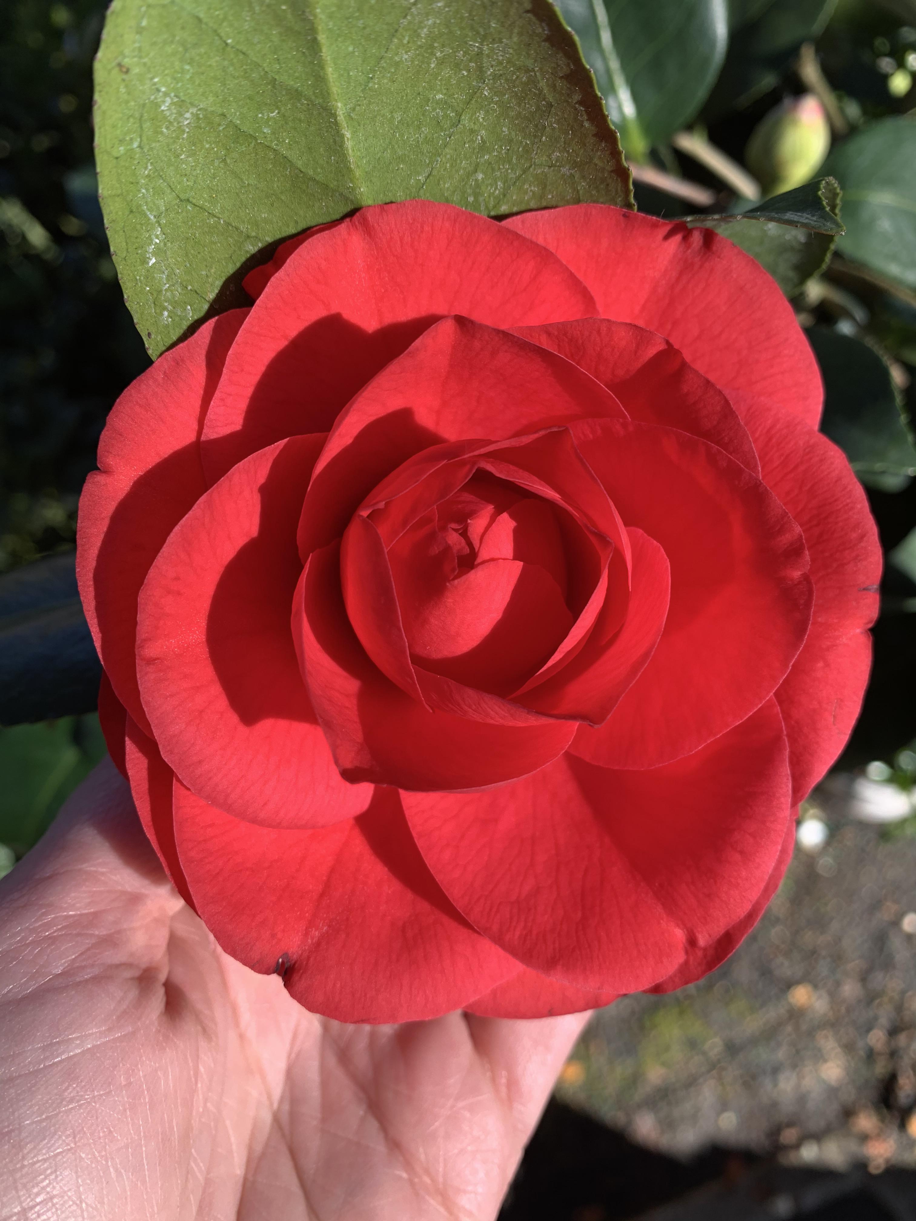 Happy Valentine’s Day reddit flower lovers! My favorite “winter rose