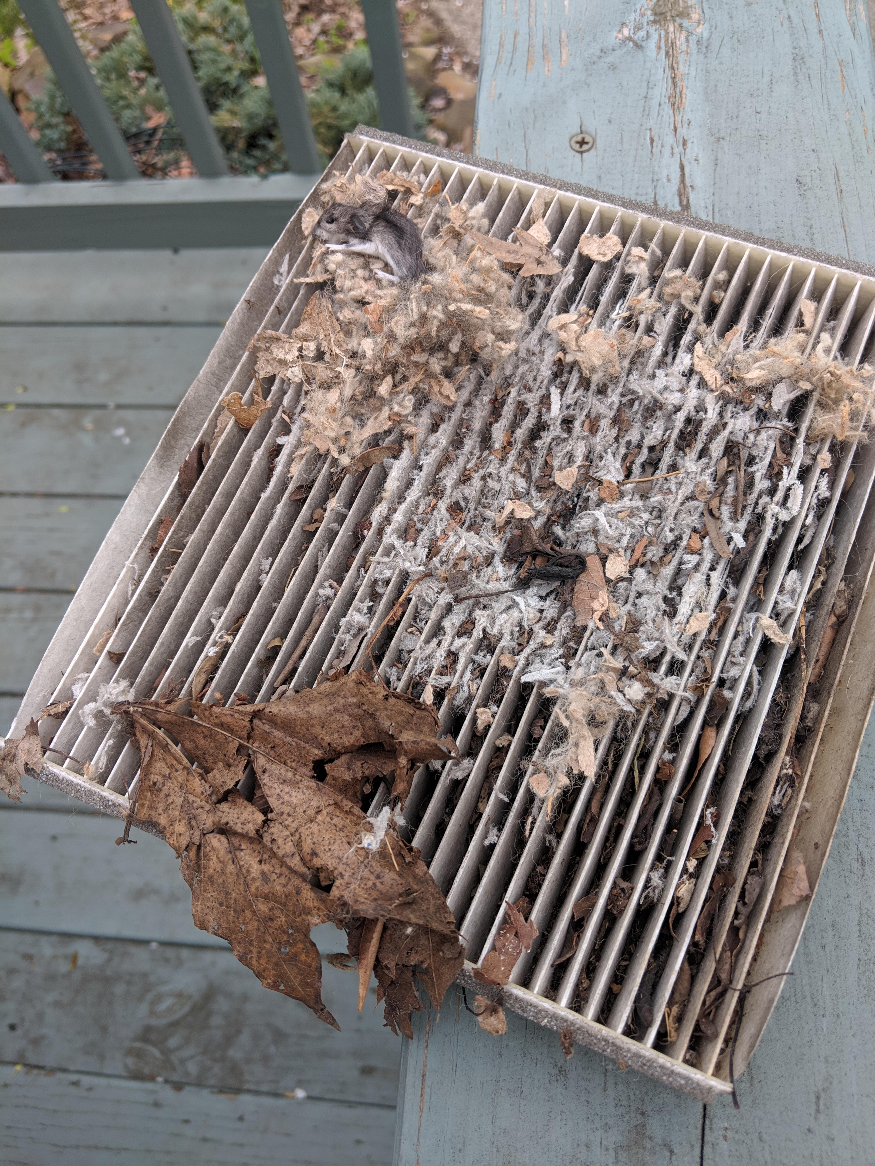 Found out why my car smells like death! So, can I drive without the