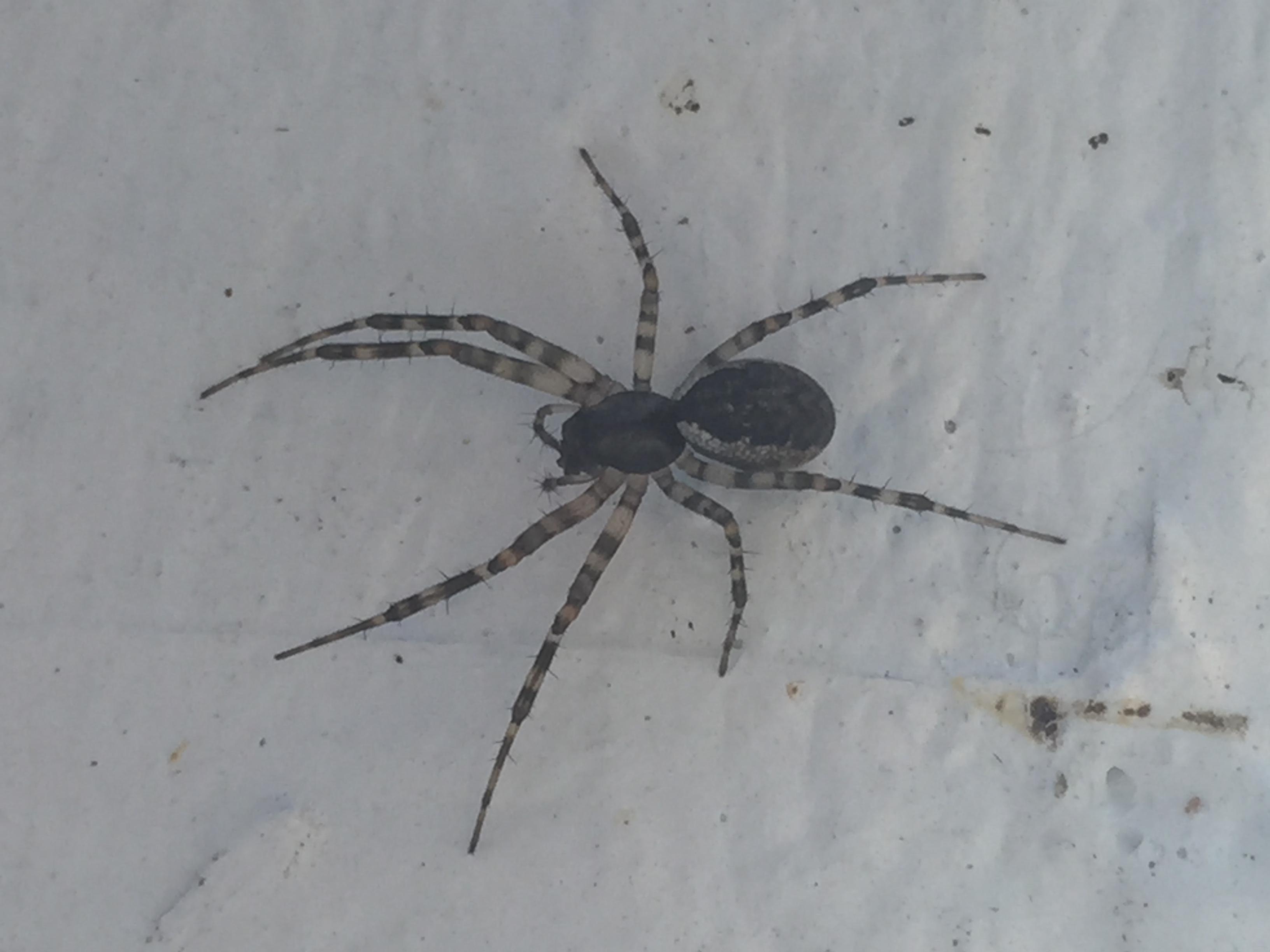 [Quebec, Canada] Mediumsized spider with striped legs and a cool