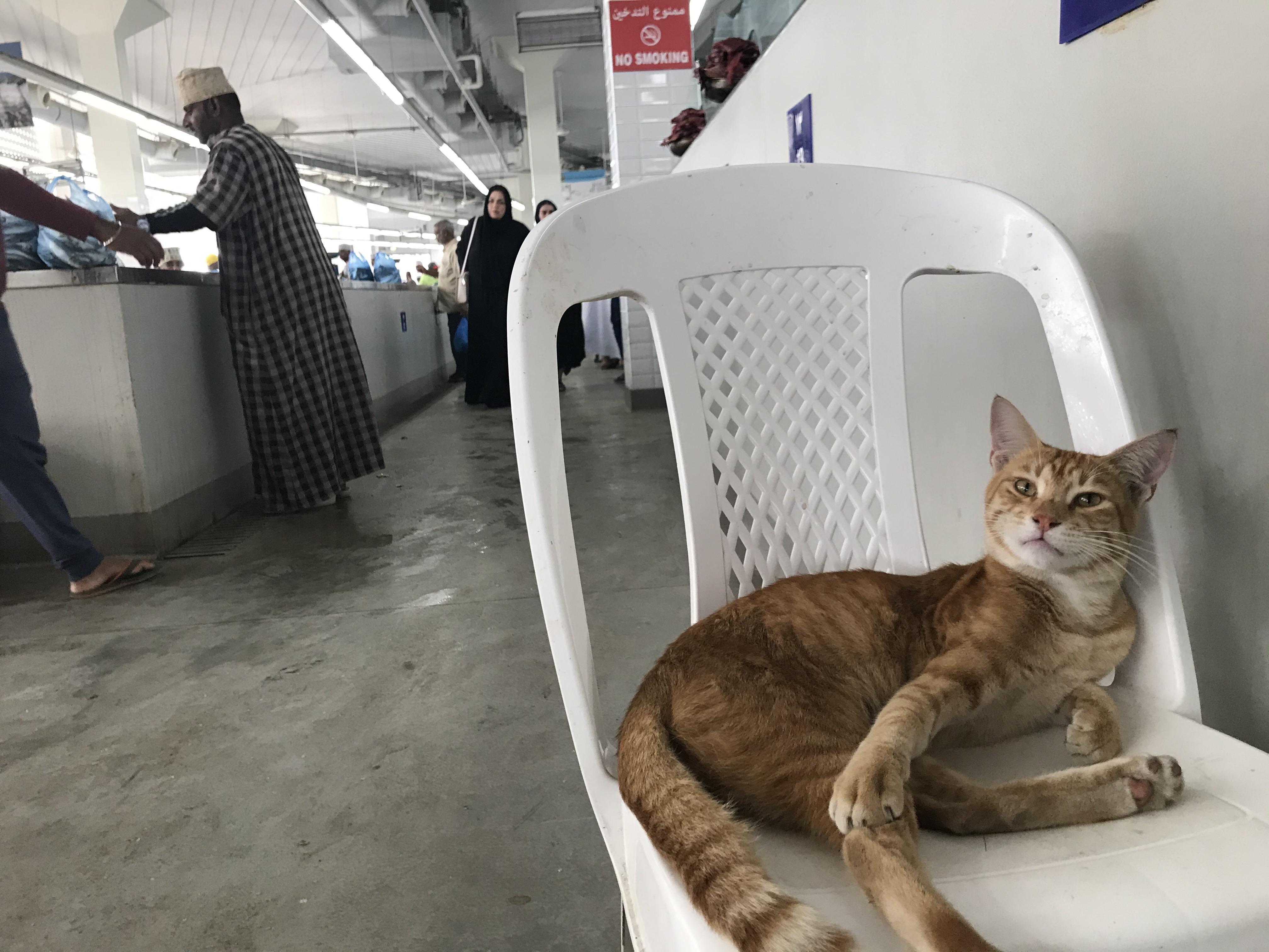 The happy cat in the Muscat fish market r/aww