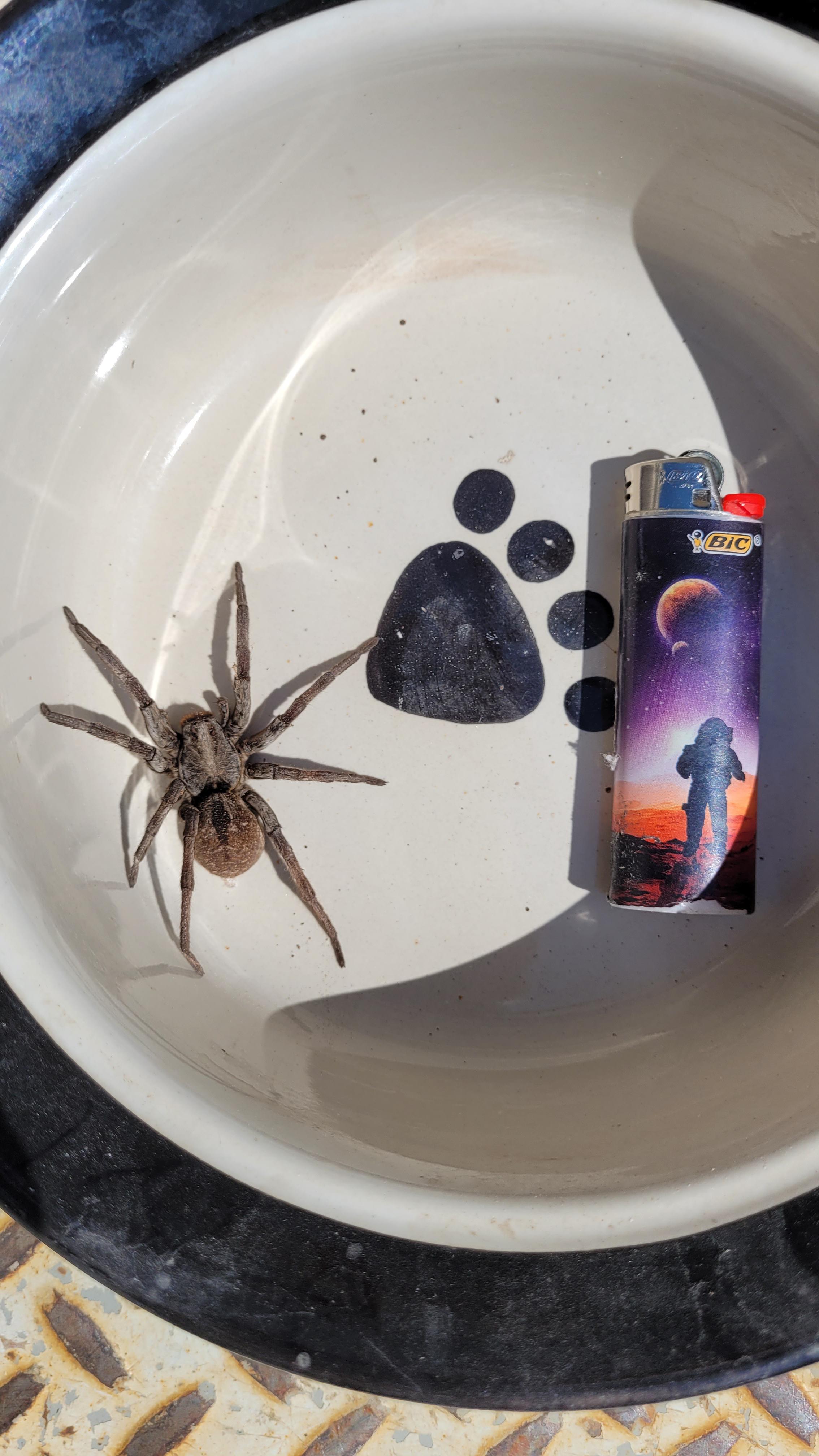 Biggest wolf spider I've ever seen! r/spiders