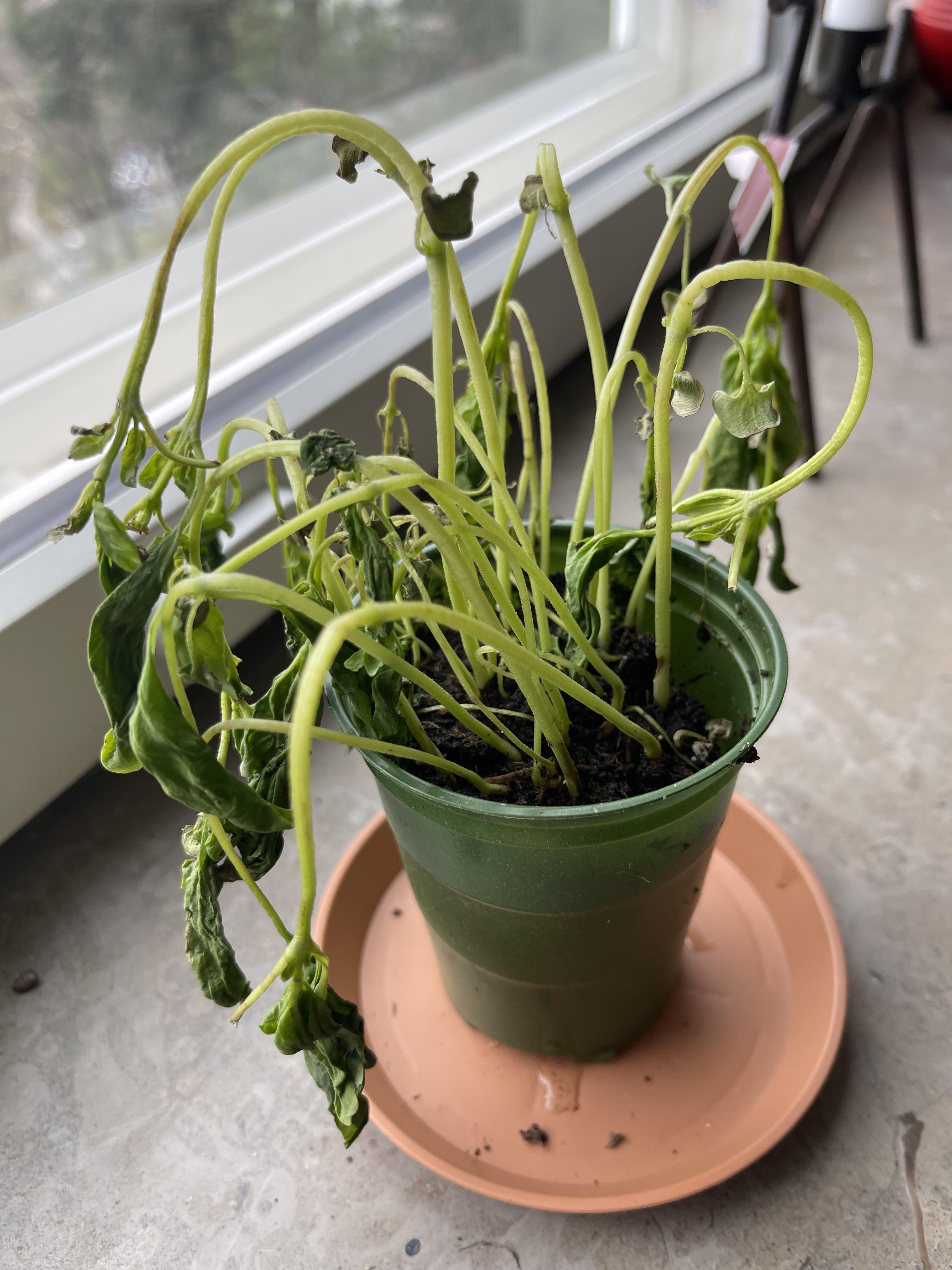 Can my basil plant be saved? r/plantclinic