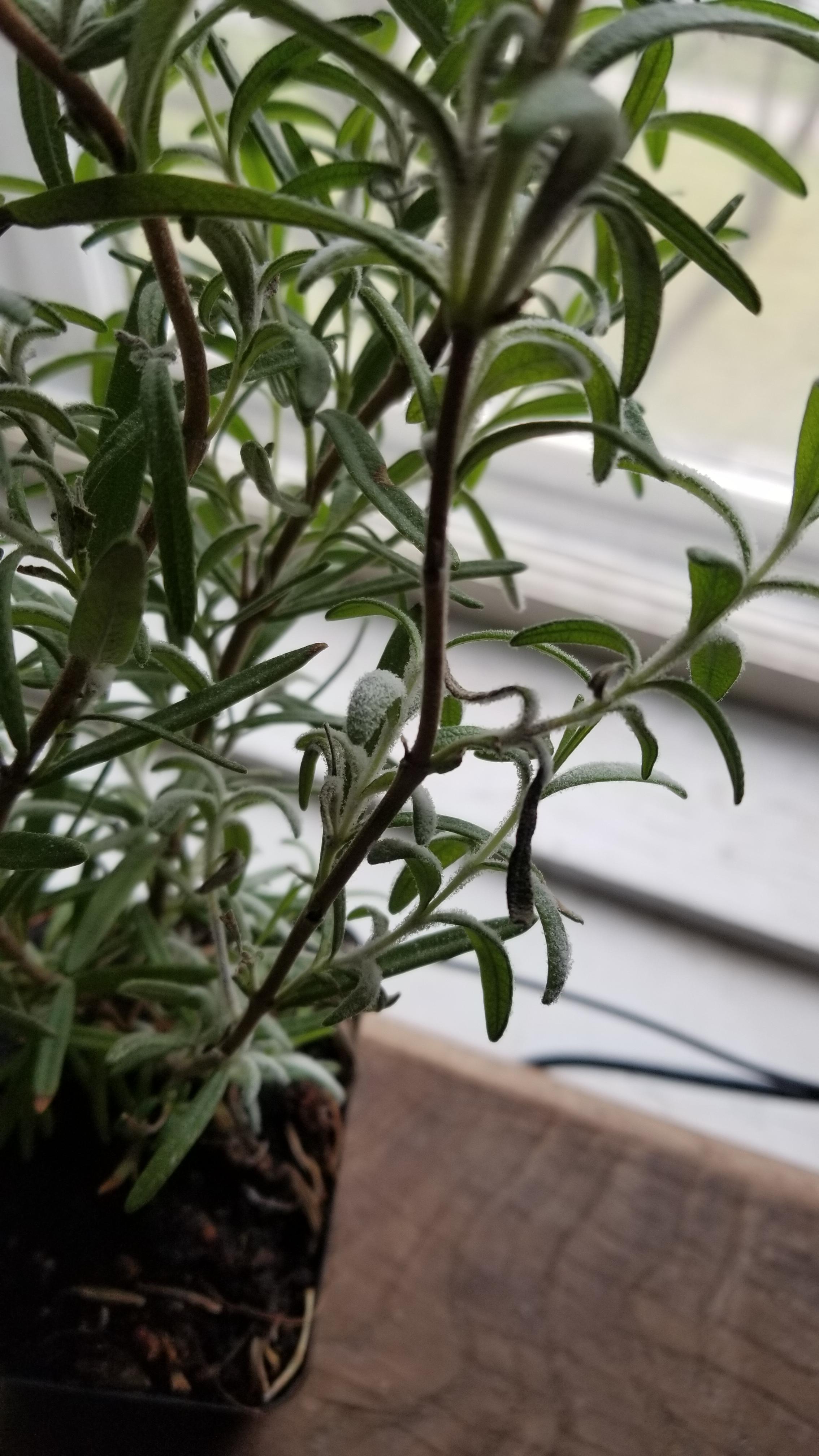 These white tufts have been growing on my rosemary for some time. Doesn