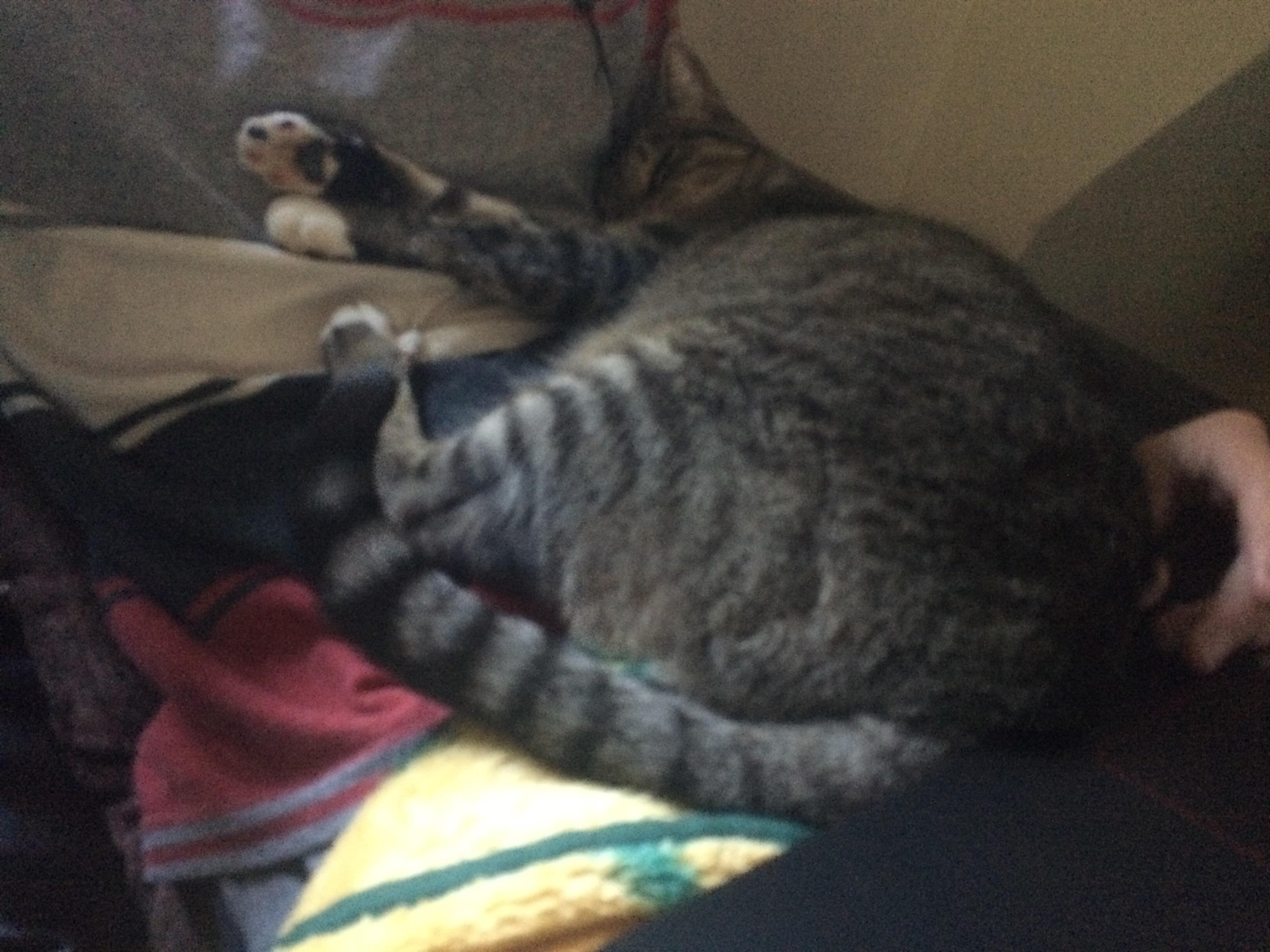 My cat loves being cradled r/aww