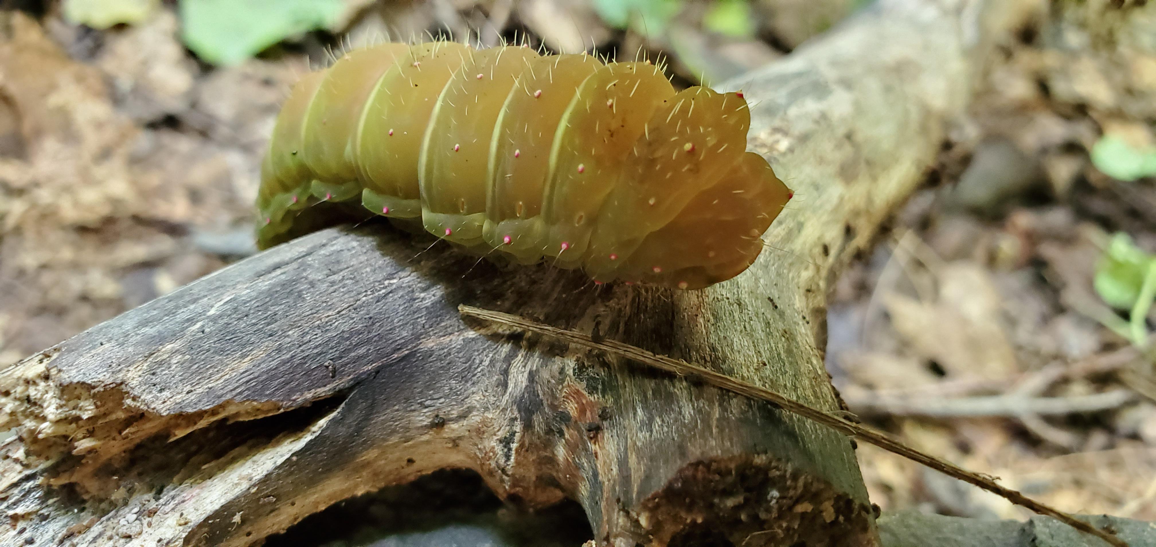 Luna moth caterpillar found in Upstate NY. r/Entomology