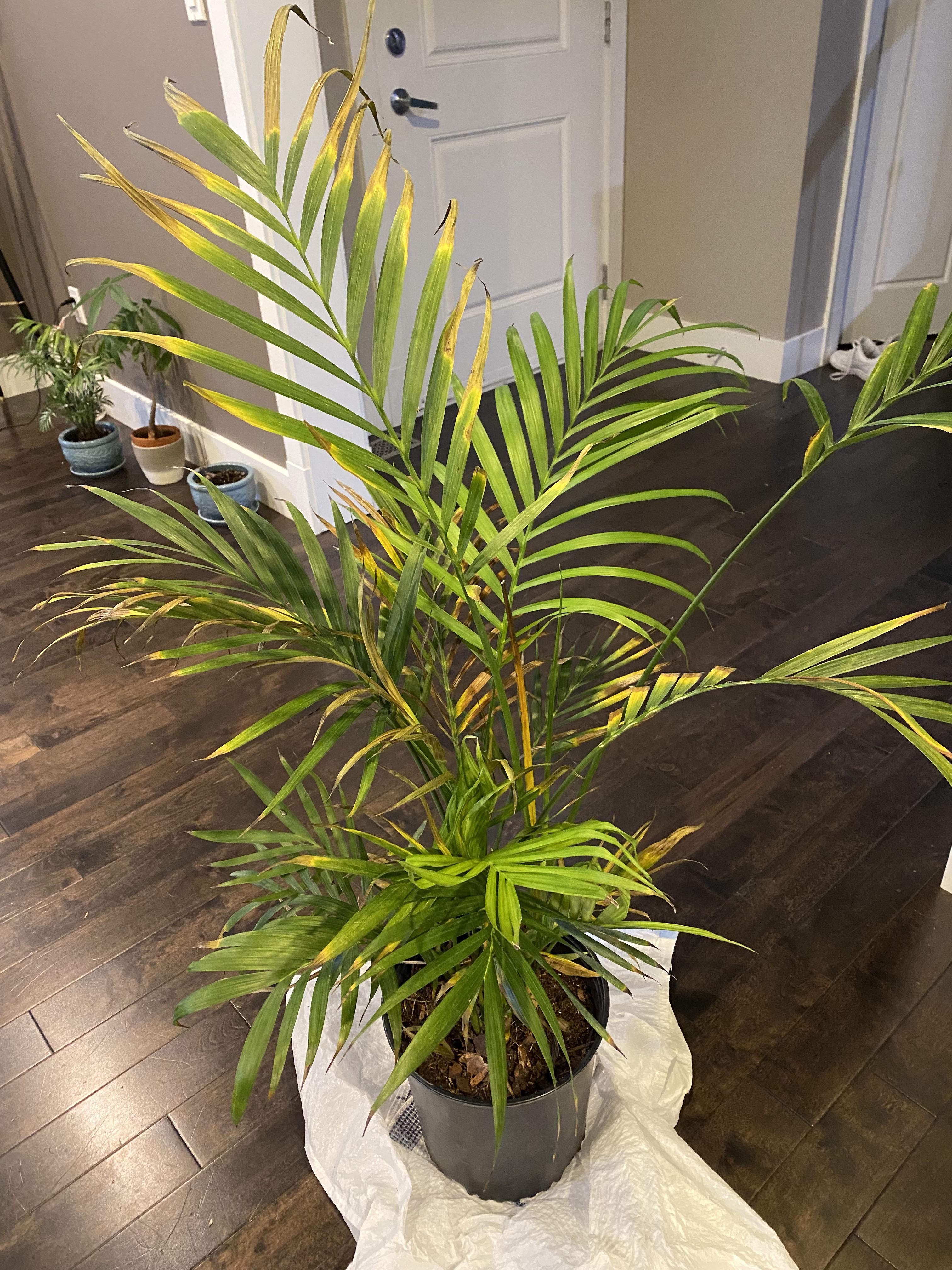 Majesty palm was overwatered, I have removed the pot to remove excess