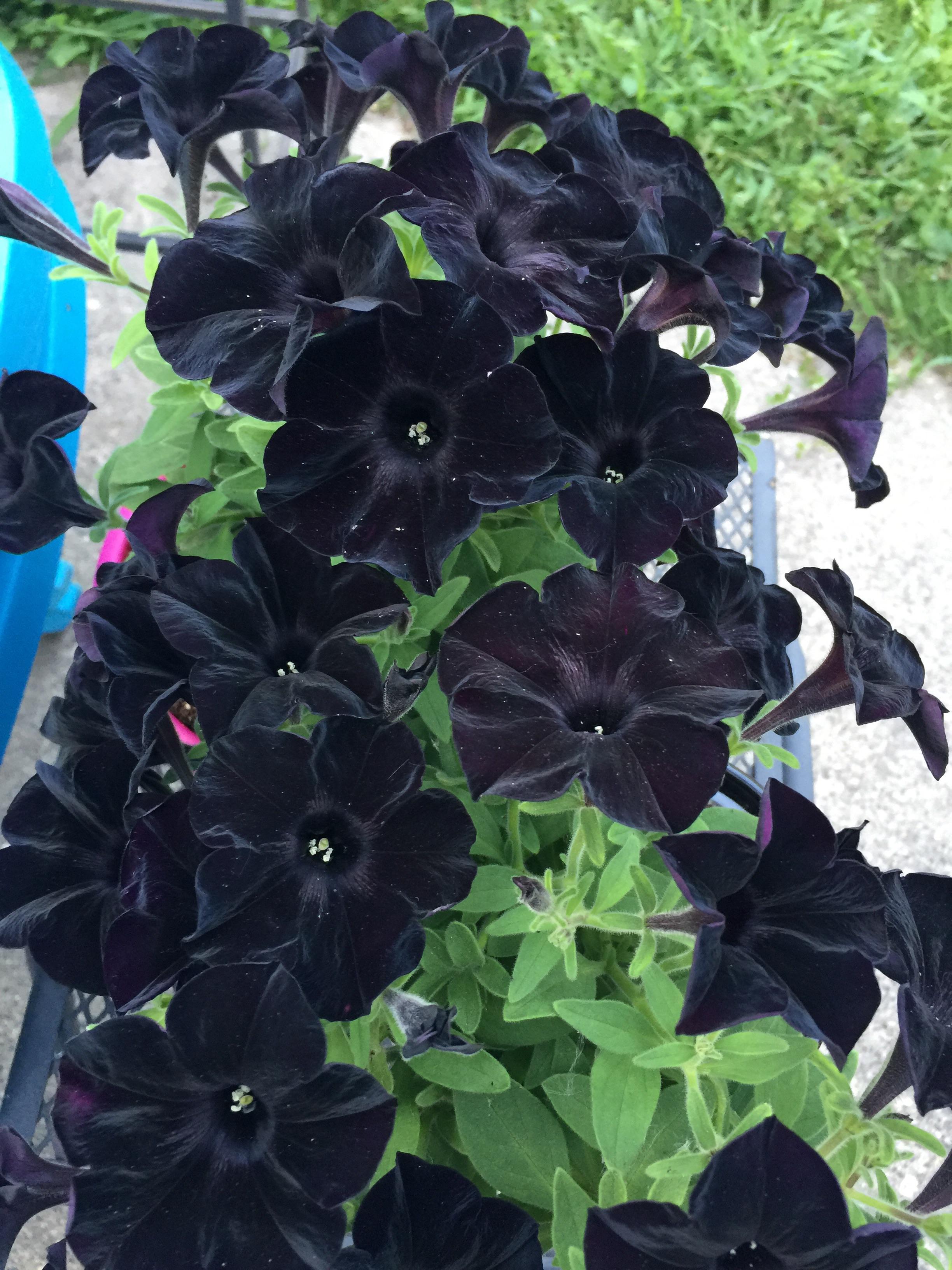 Pretty happy with how well my black Petunias are doing r/gardening