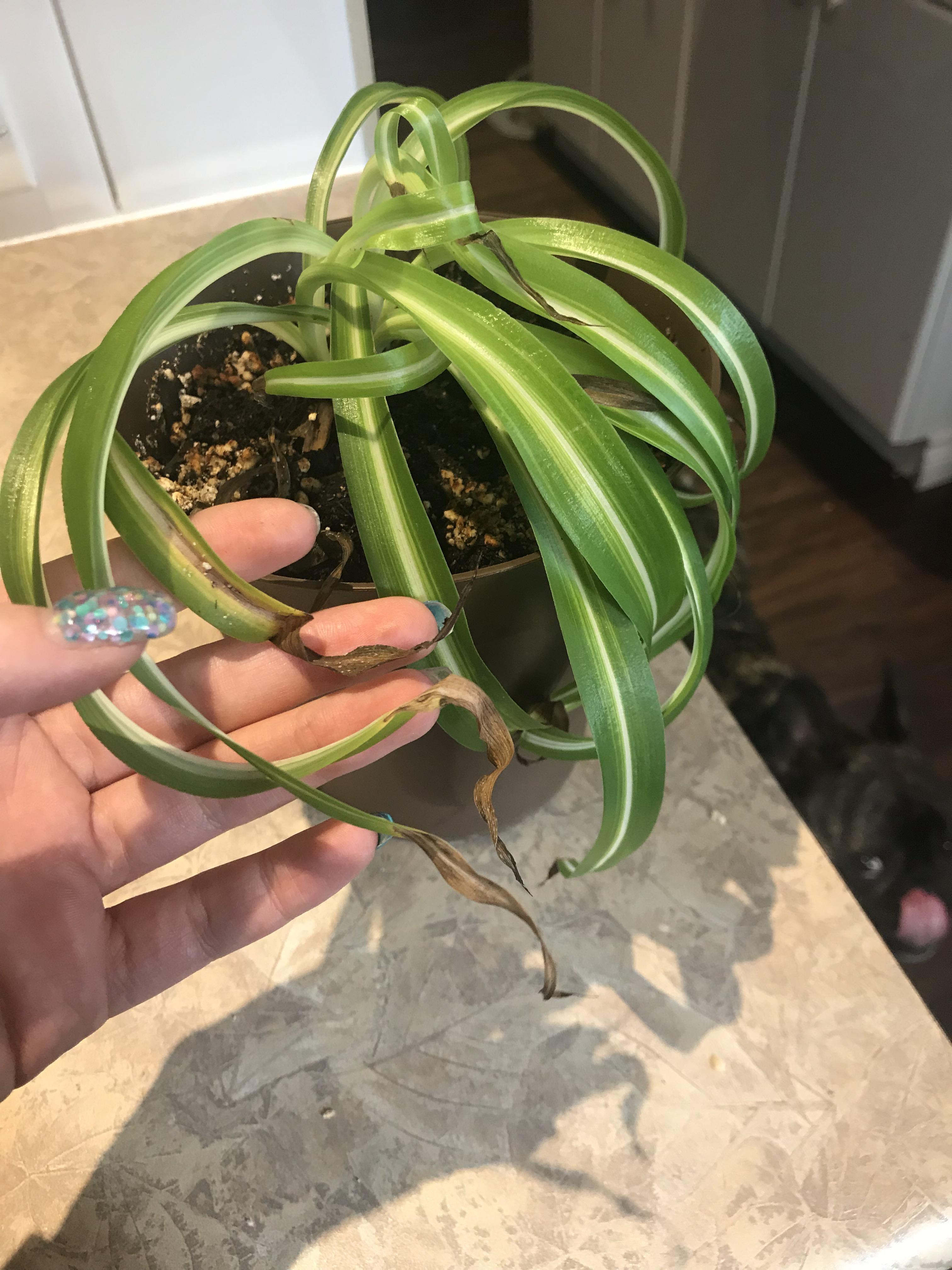 Brown tips spreading on my spider plant? houseplants