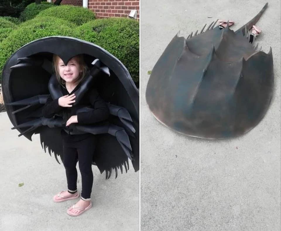 This amazing Horseshoe Crab Halloween costume r/nextfuckinglevel