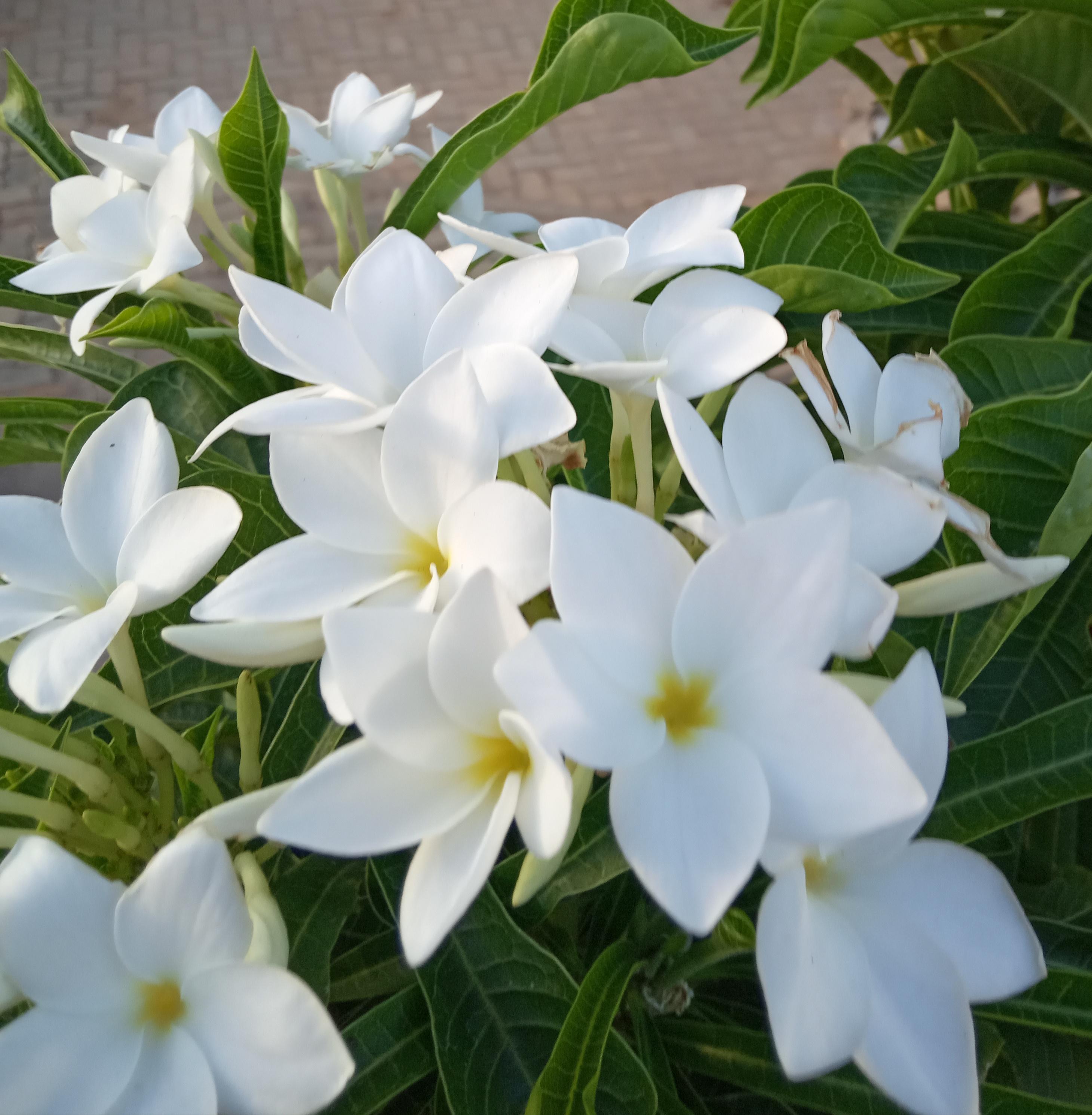 Plumeria pudica / Bridal bouquet flowers at our hostel garden r/gardening