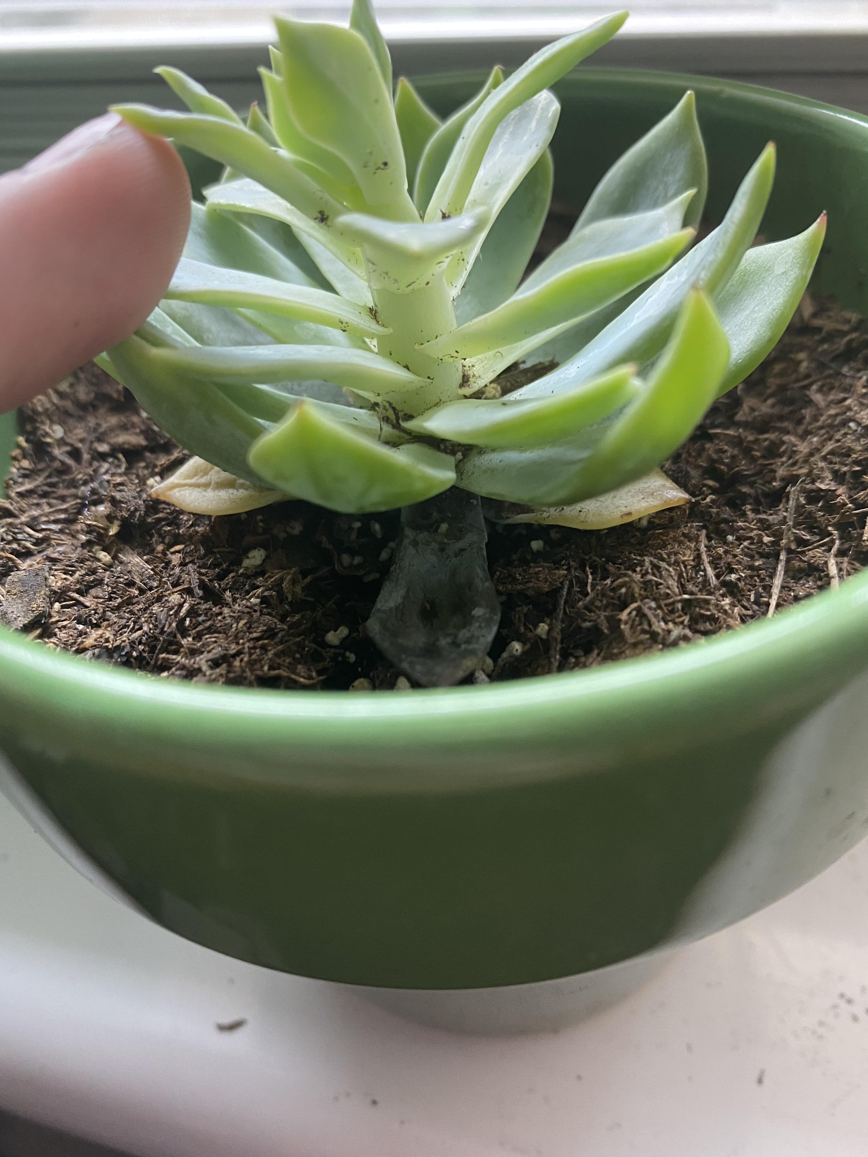 How to revive?? r/succulents