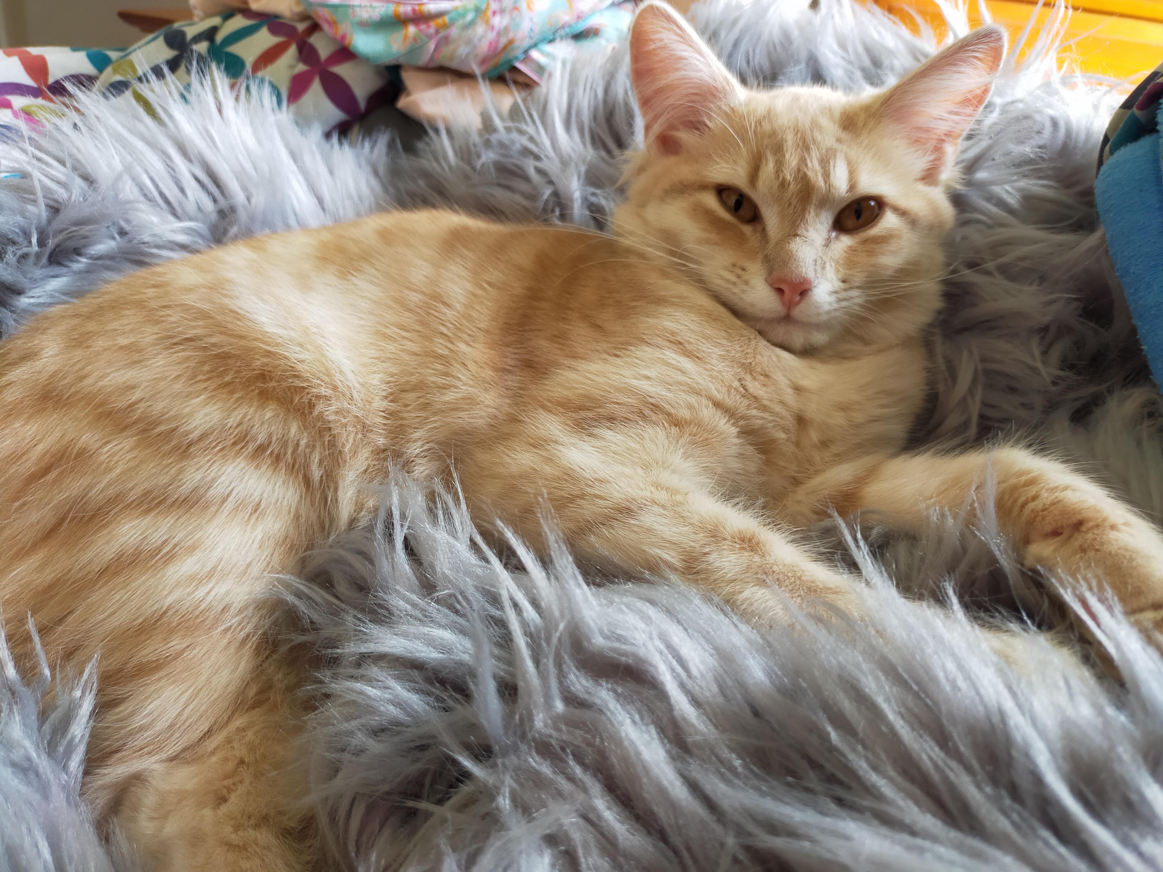 this is my four month old kitten Cleo 3 r/kittens