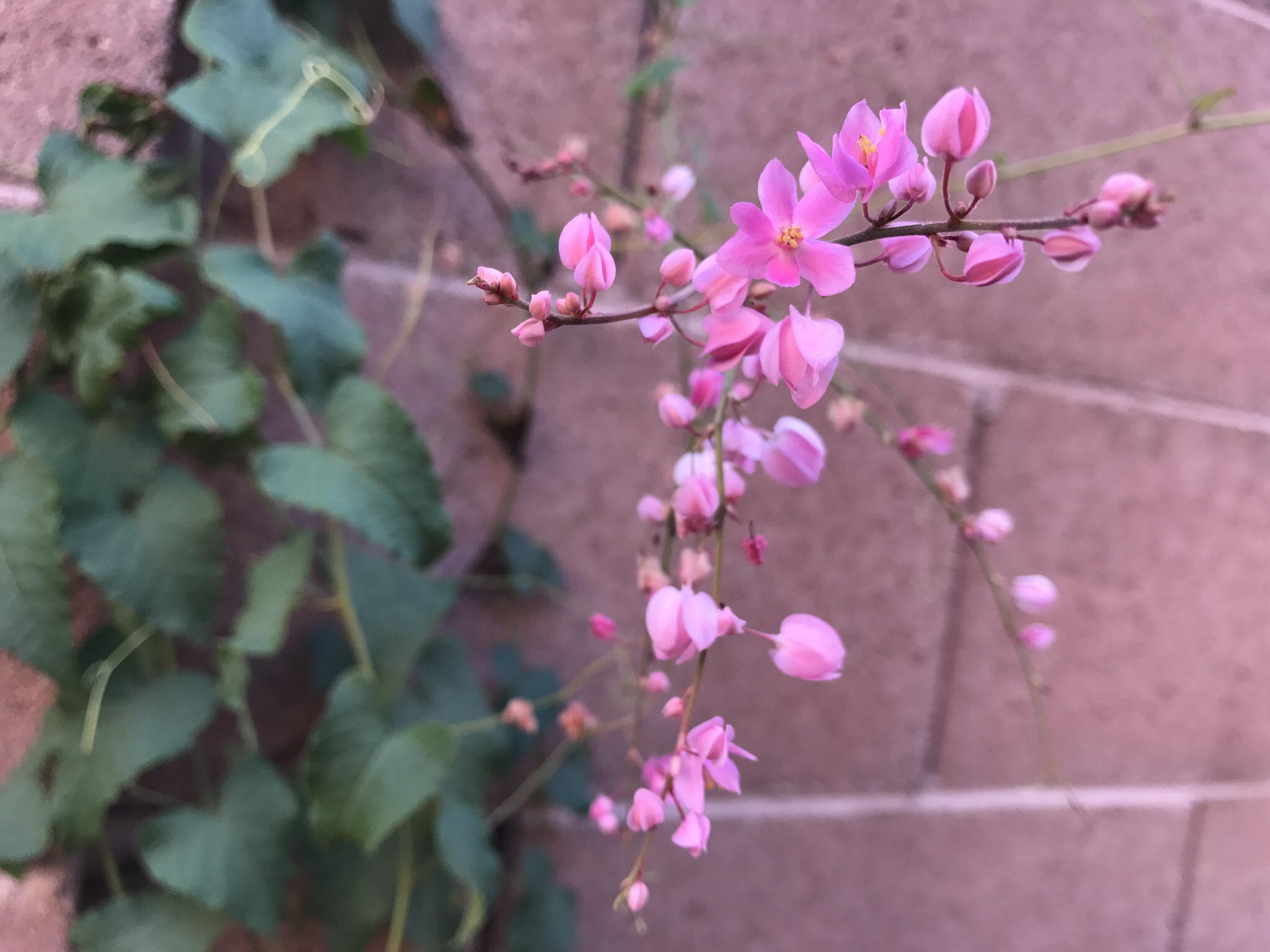 Small Pictures Of Pink Flowers Small Pale Pink Flowers And Green