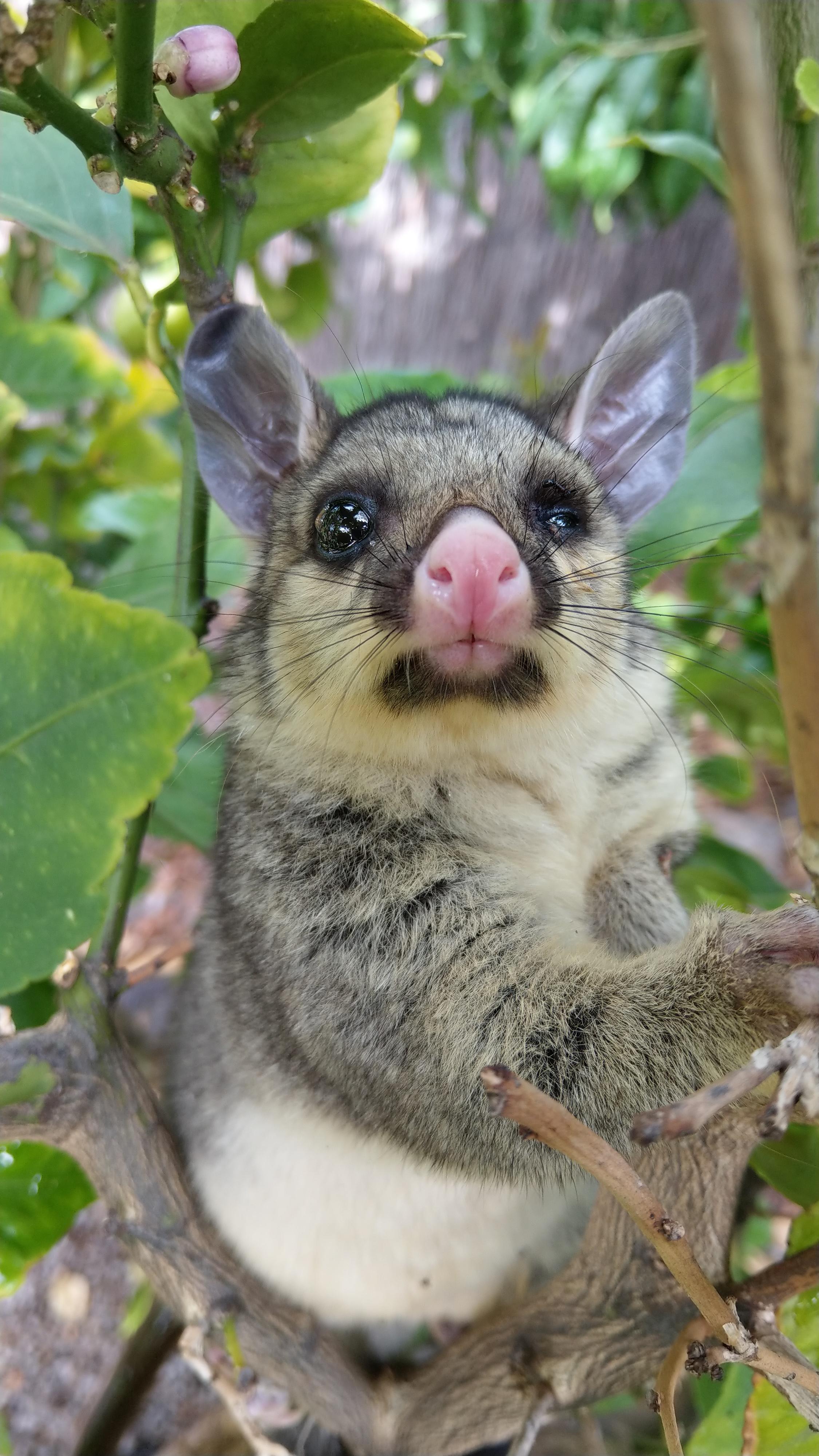Not all Aussie wildlife will kill you unless you mean kills you with
