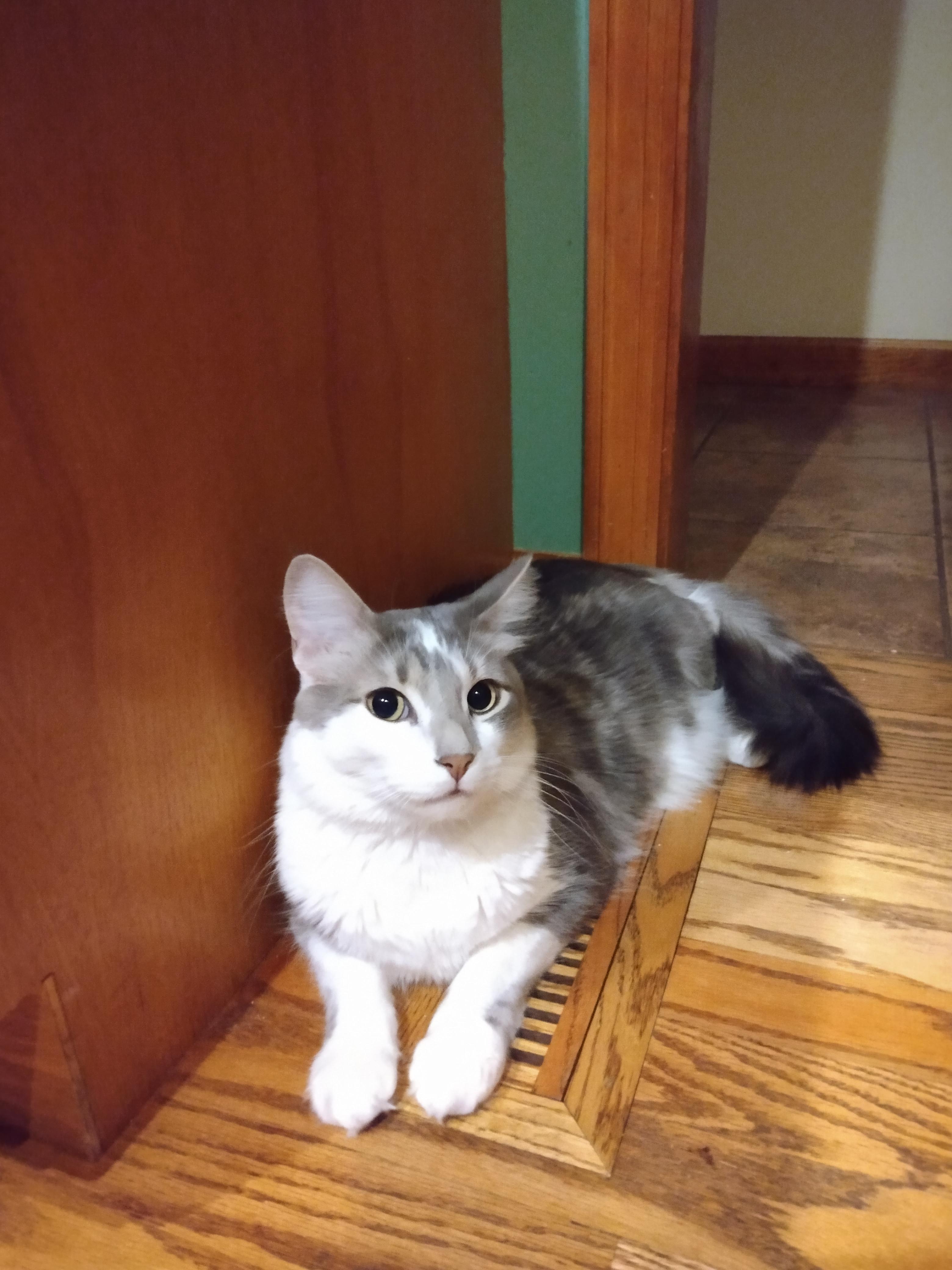 Tank on a heat vent r/cats