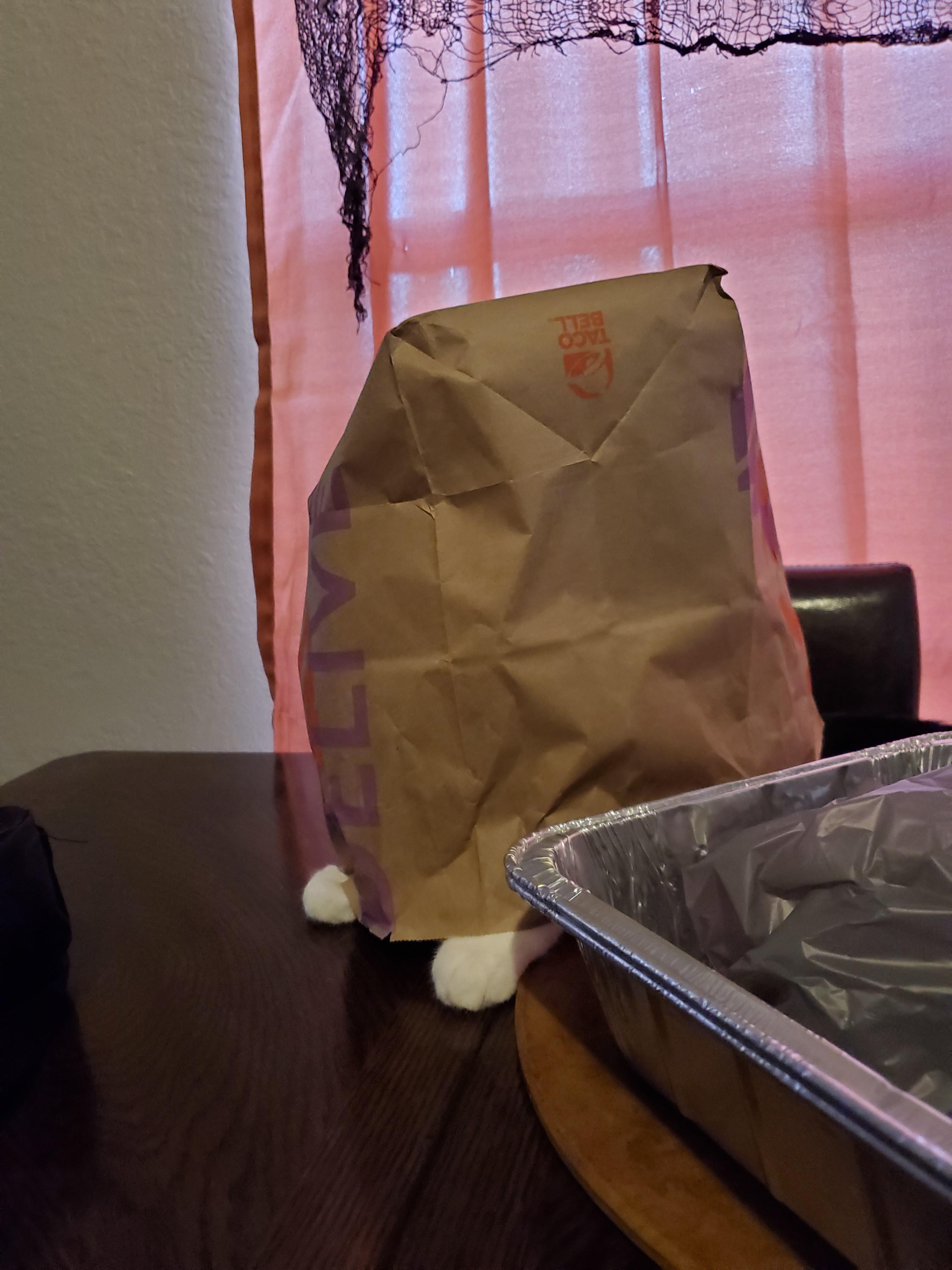 670 best Taco Cat images on Pholder Cats, Aww and Cats Called Food