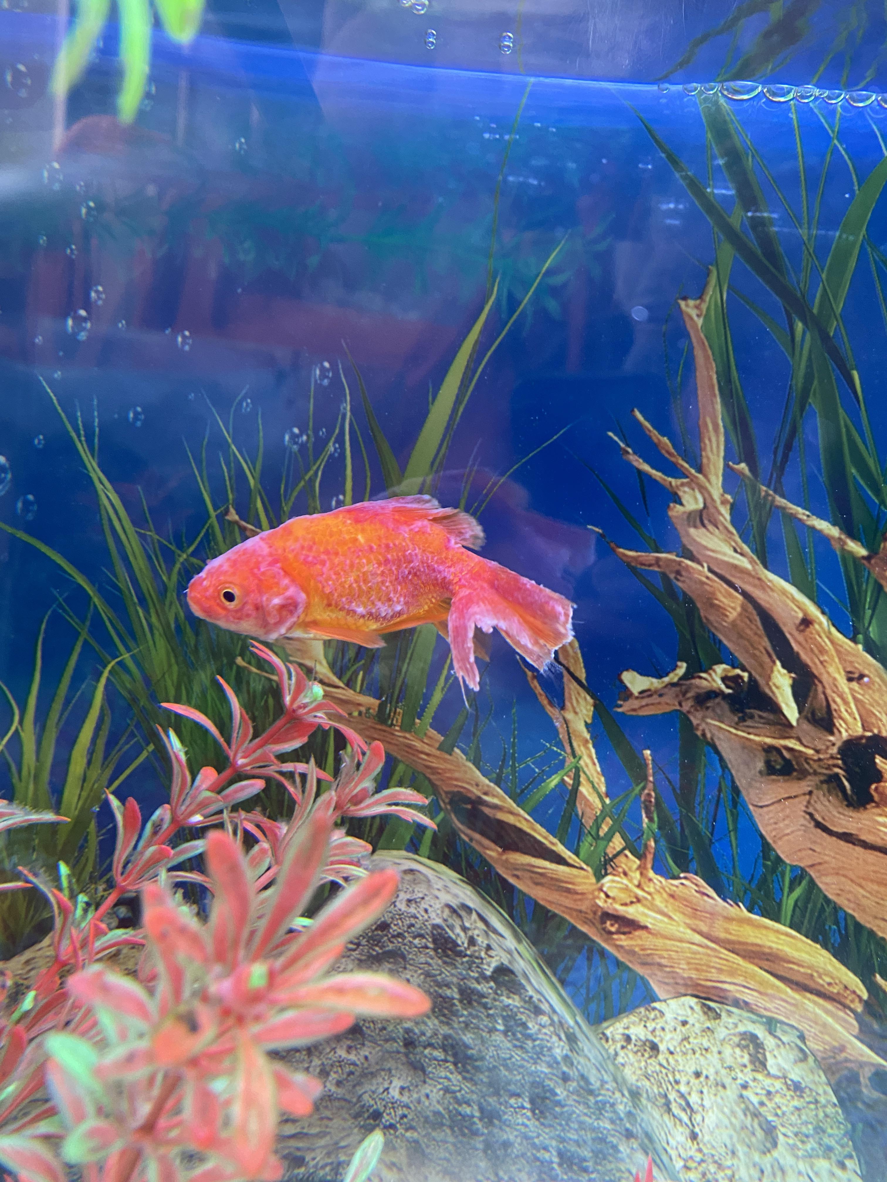 Is this ammonia poisoning and how do I fix it? r/Goldfish