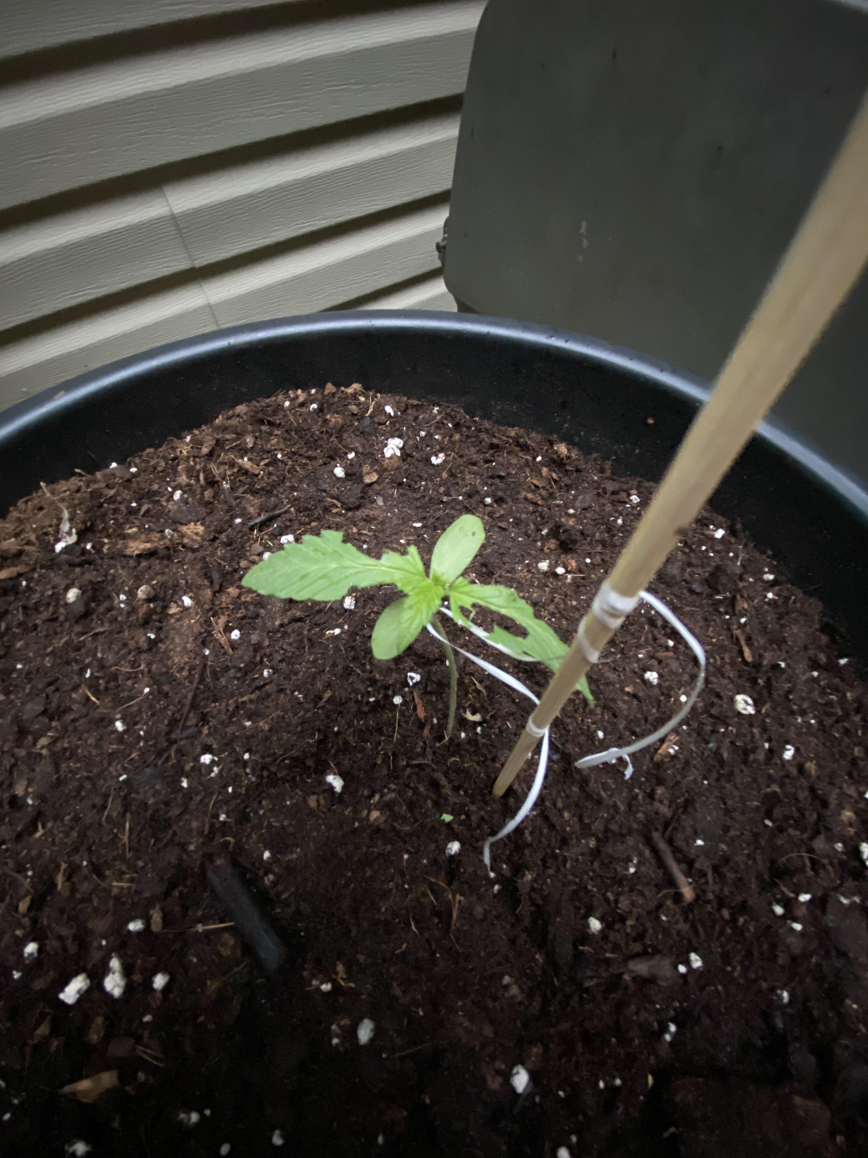 What’s eating my plants ? r/microgrowery