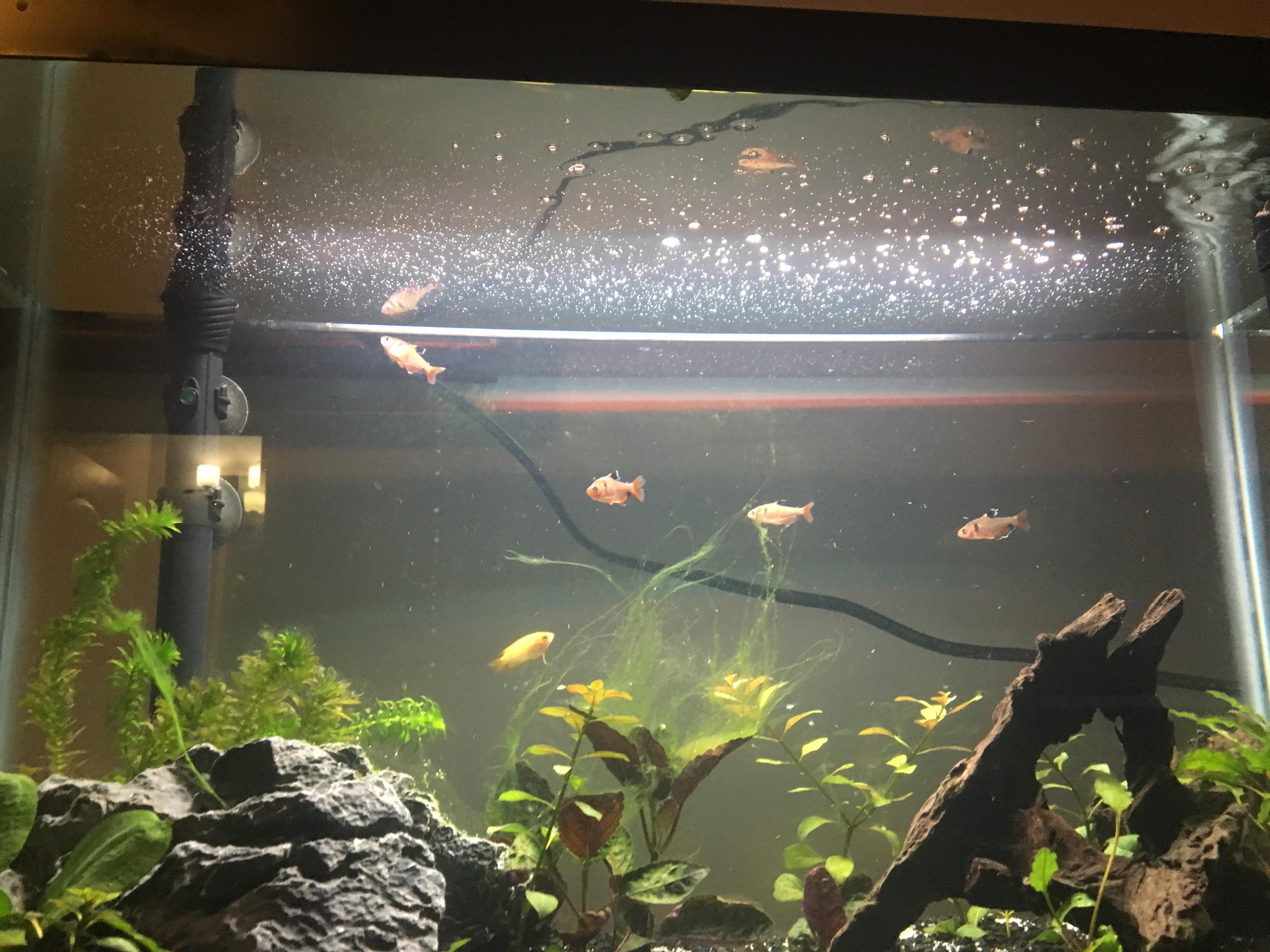 Oil slick on top of aquarium. Freshwater Cycled r/Aquariums