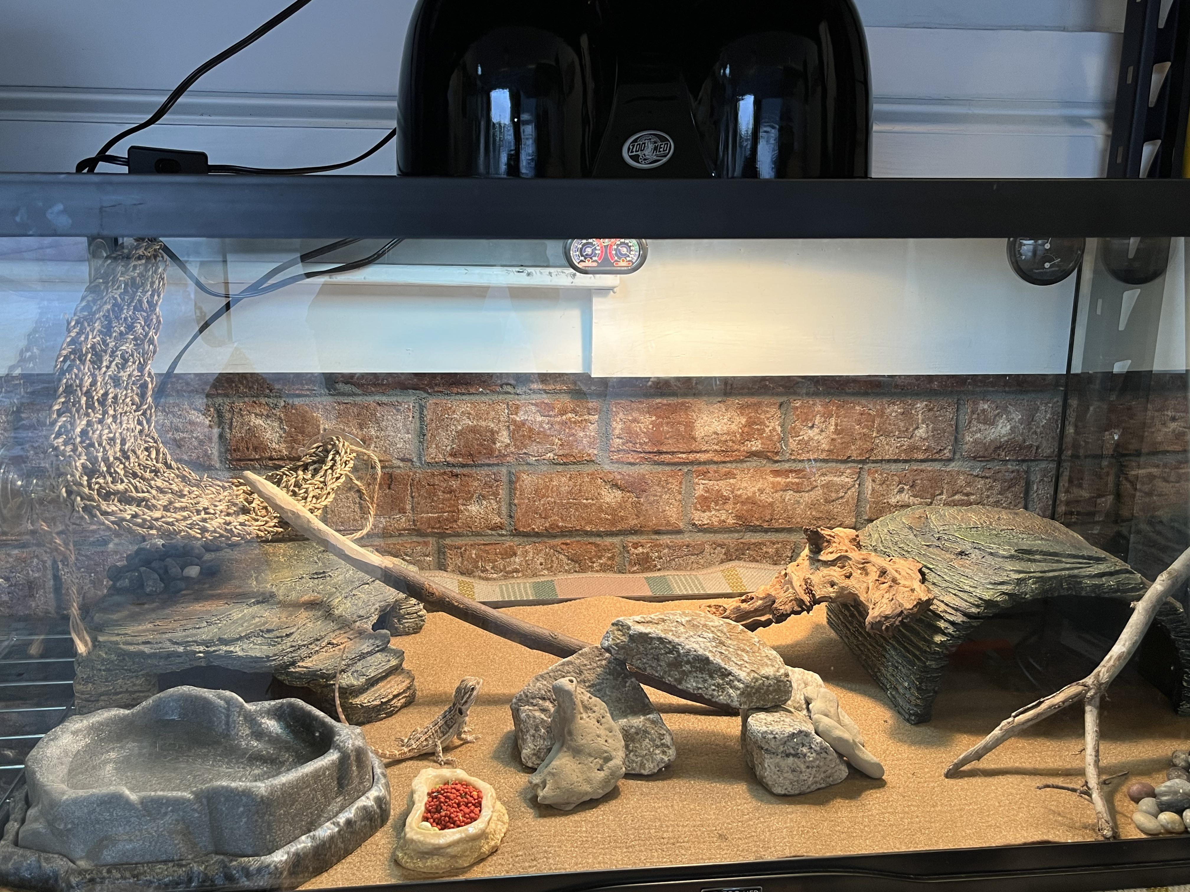 Bearded Dragons Tanks