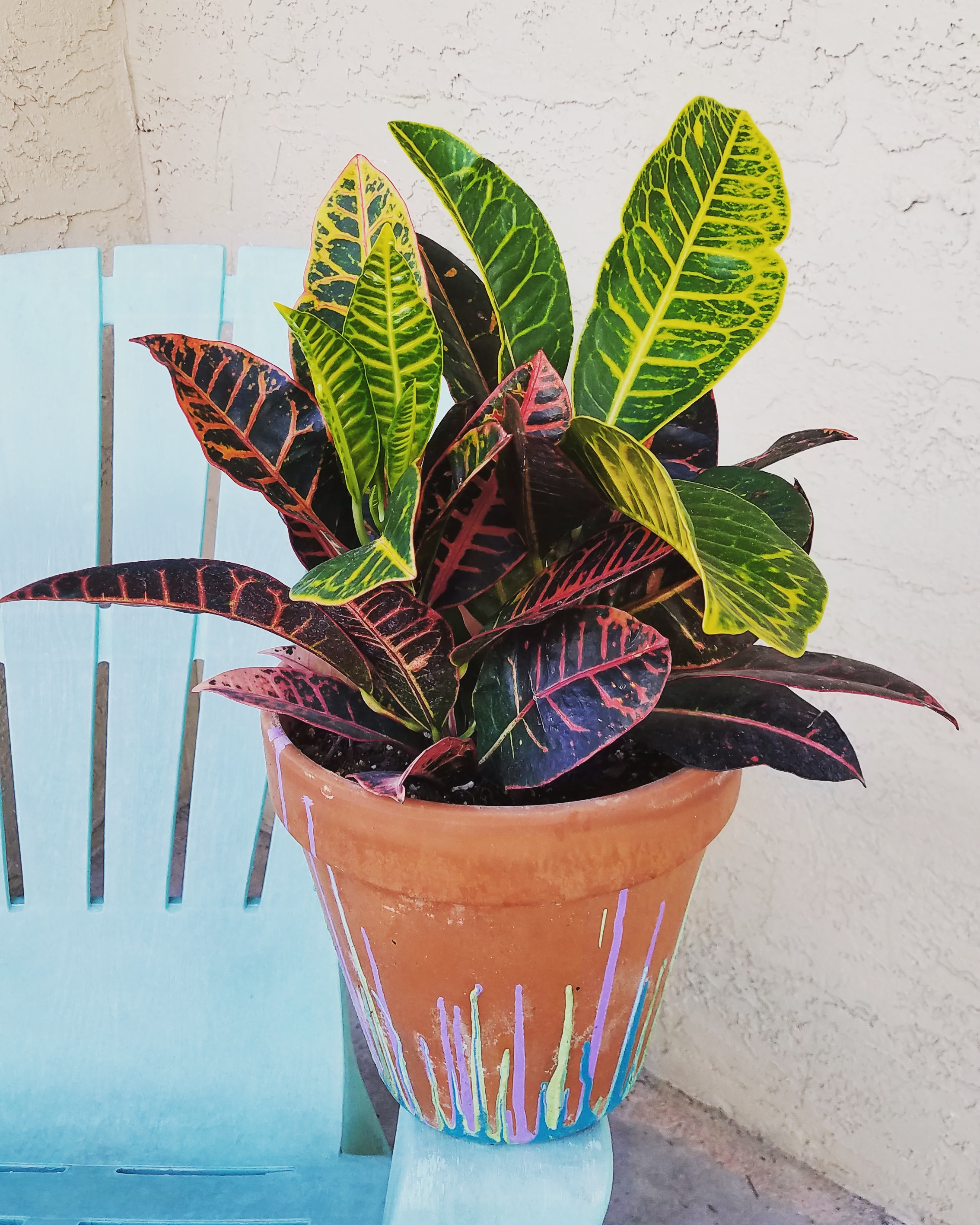 My croton is looking rather majestic and is giving me 36 new leaves