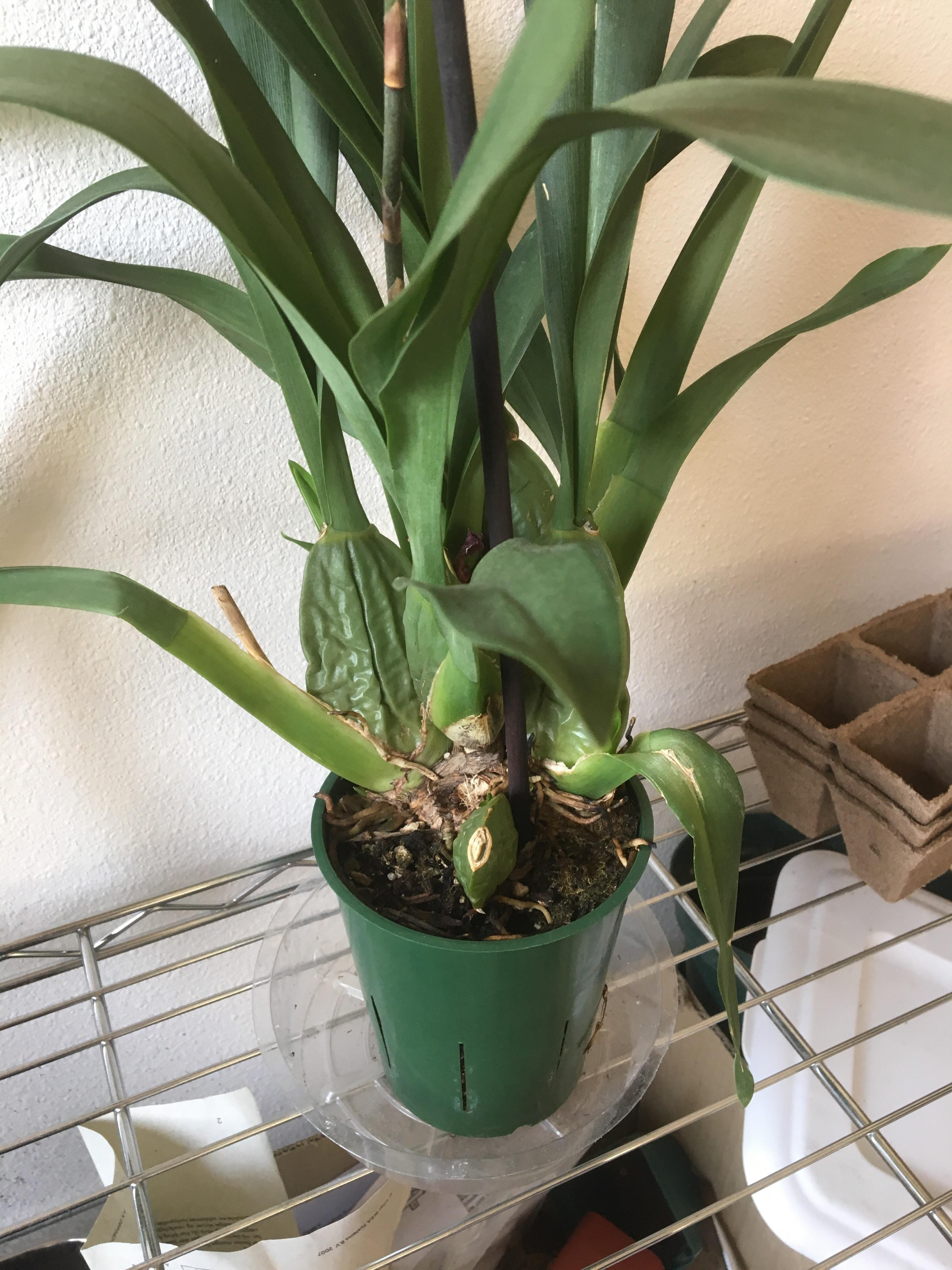Advice on an potting media with an oncidium. orchids