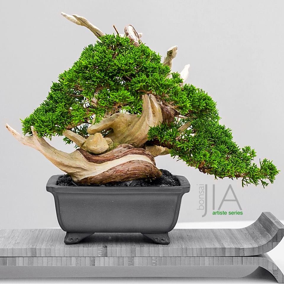 45 years old Shimpaku Shohin by JIA Bonsai Singapore, Artiste Series