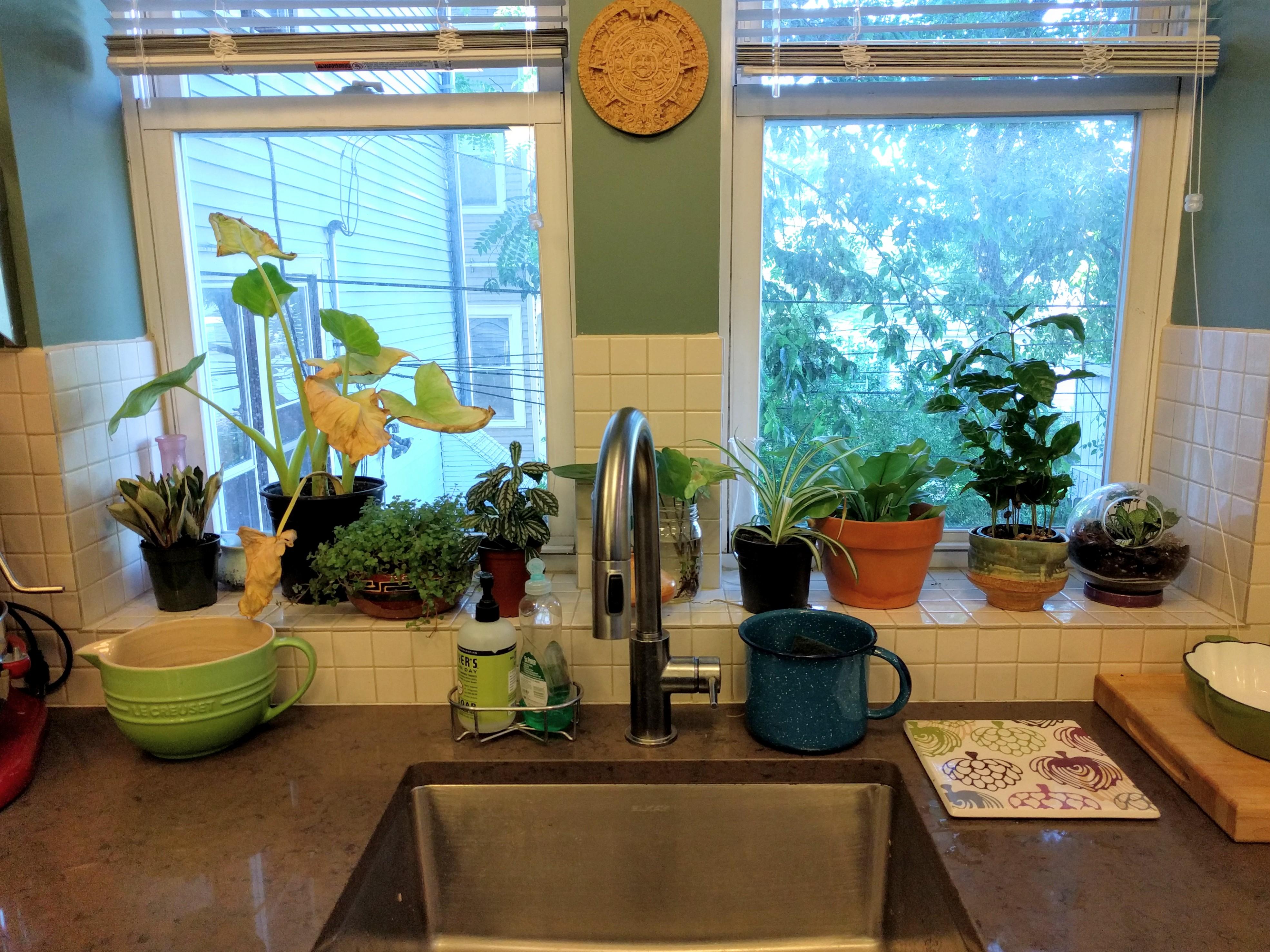 Update to my kitchen garden!