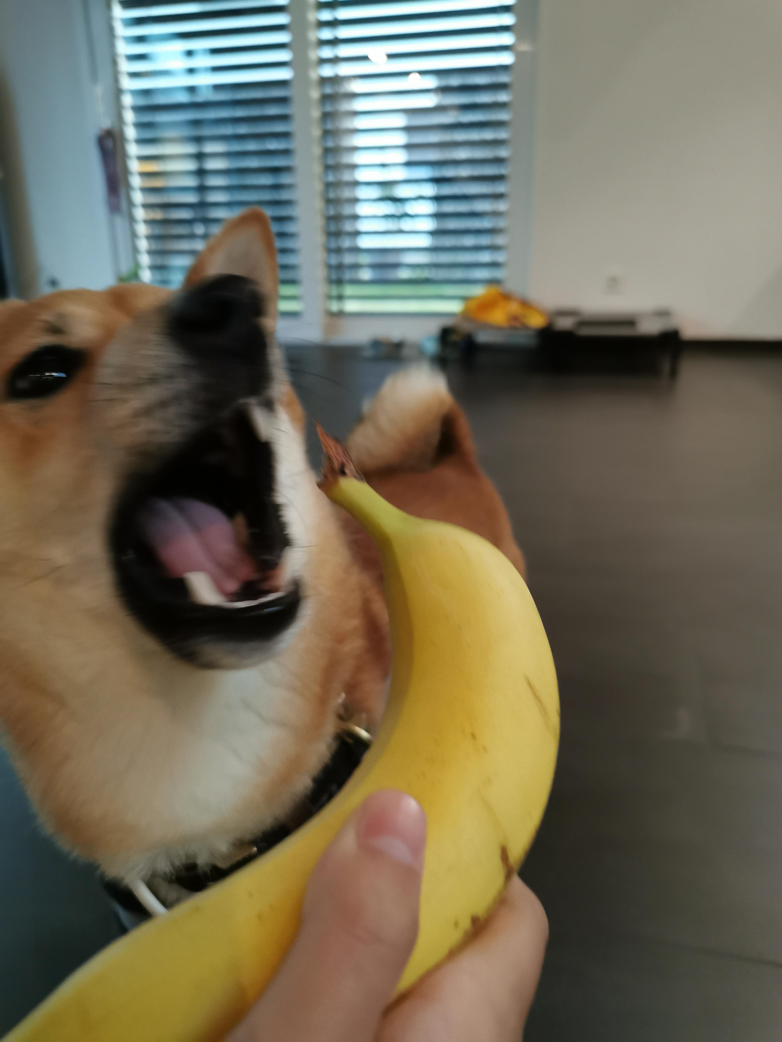 So it seems like my dog doesn't like bananas... r/WhatsWrongWithYourDog