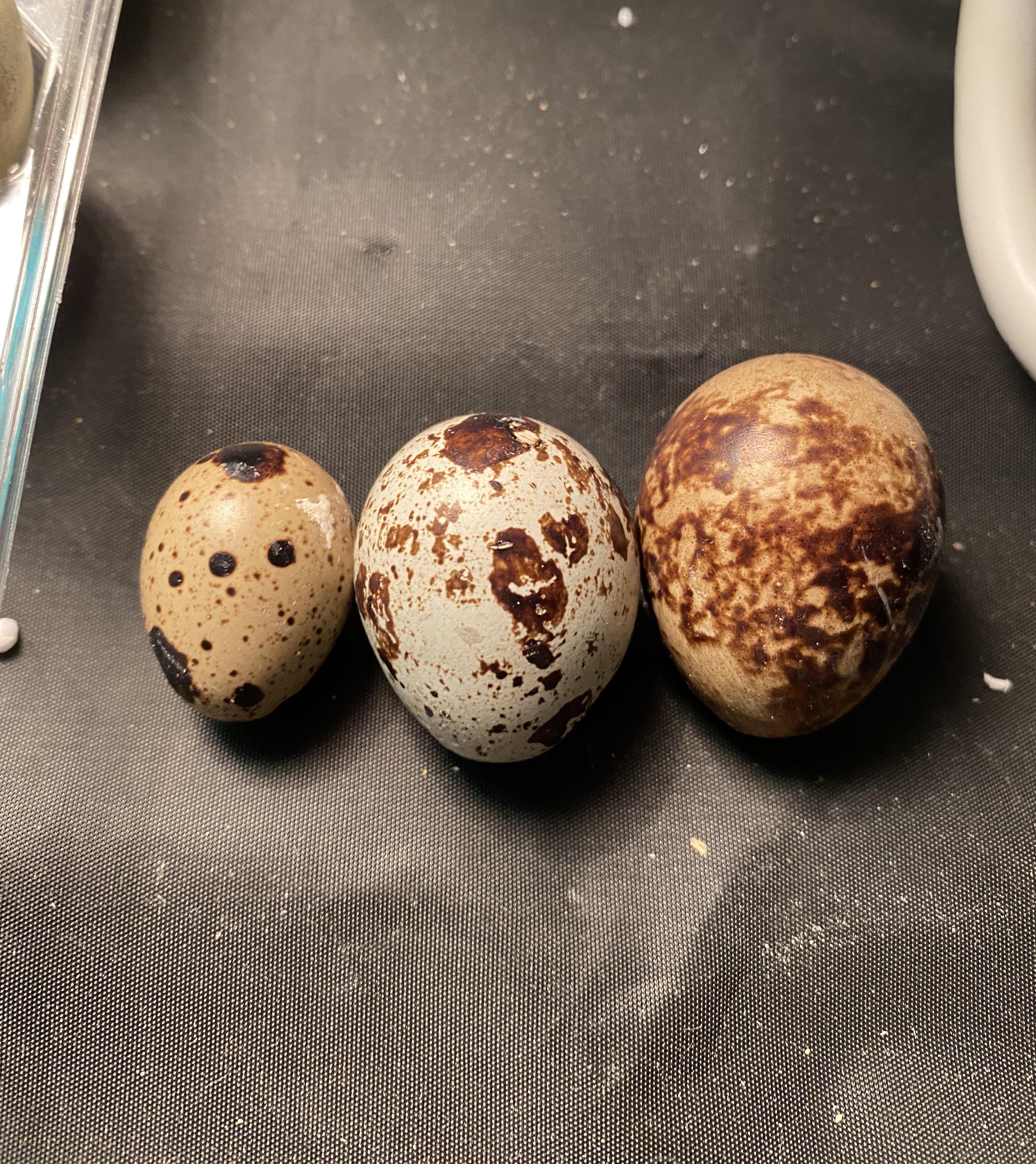 212 best r/quails images on Pholder My quail regularly lay huge eggs