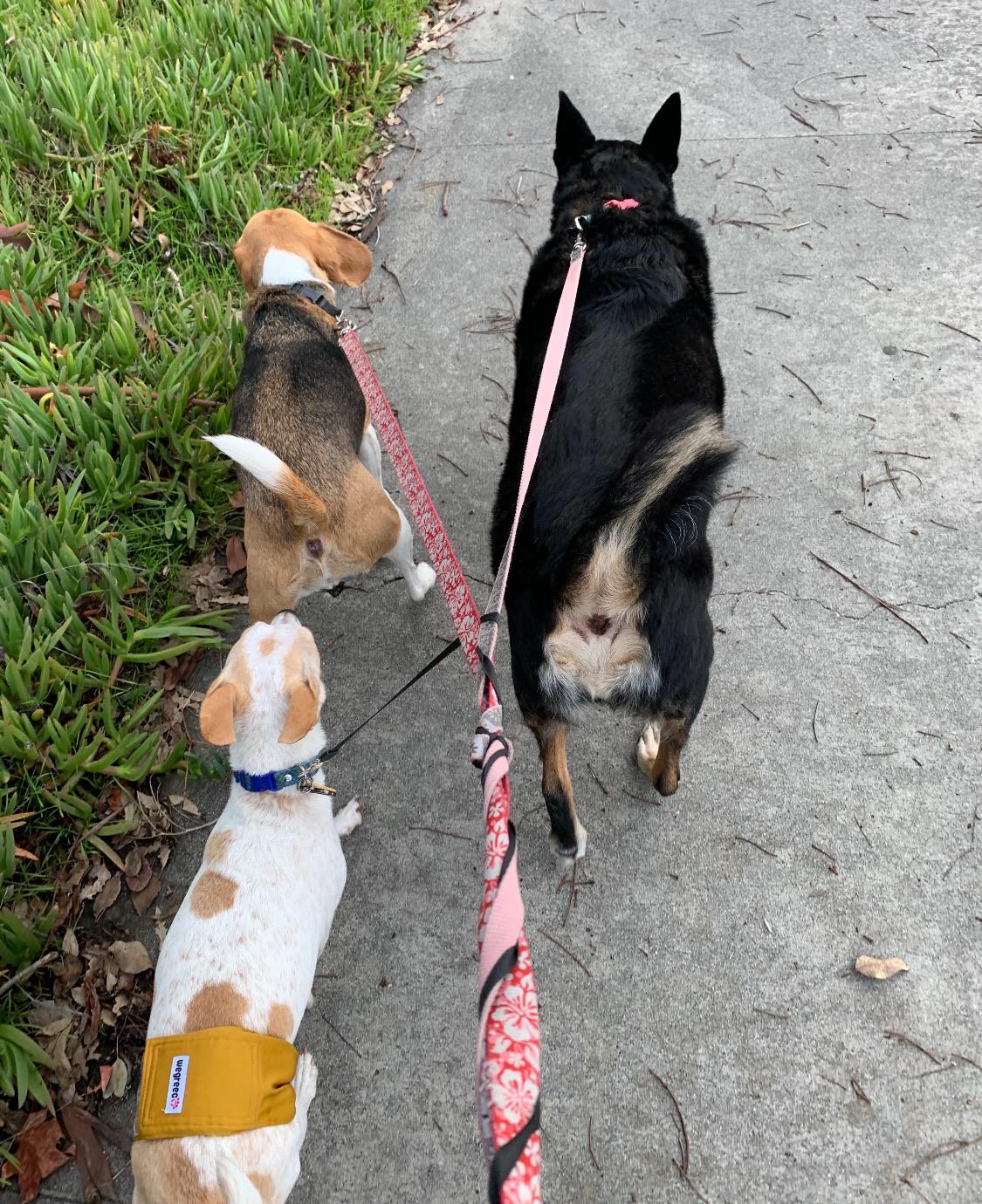 When you’re walking 3 dogs and their leashes accidentally twist into a