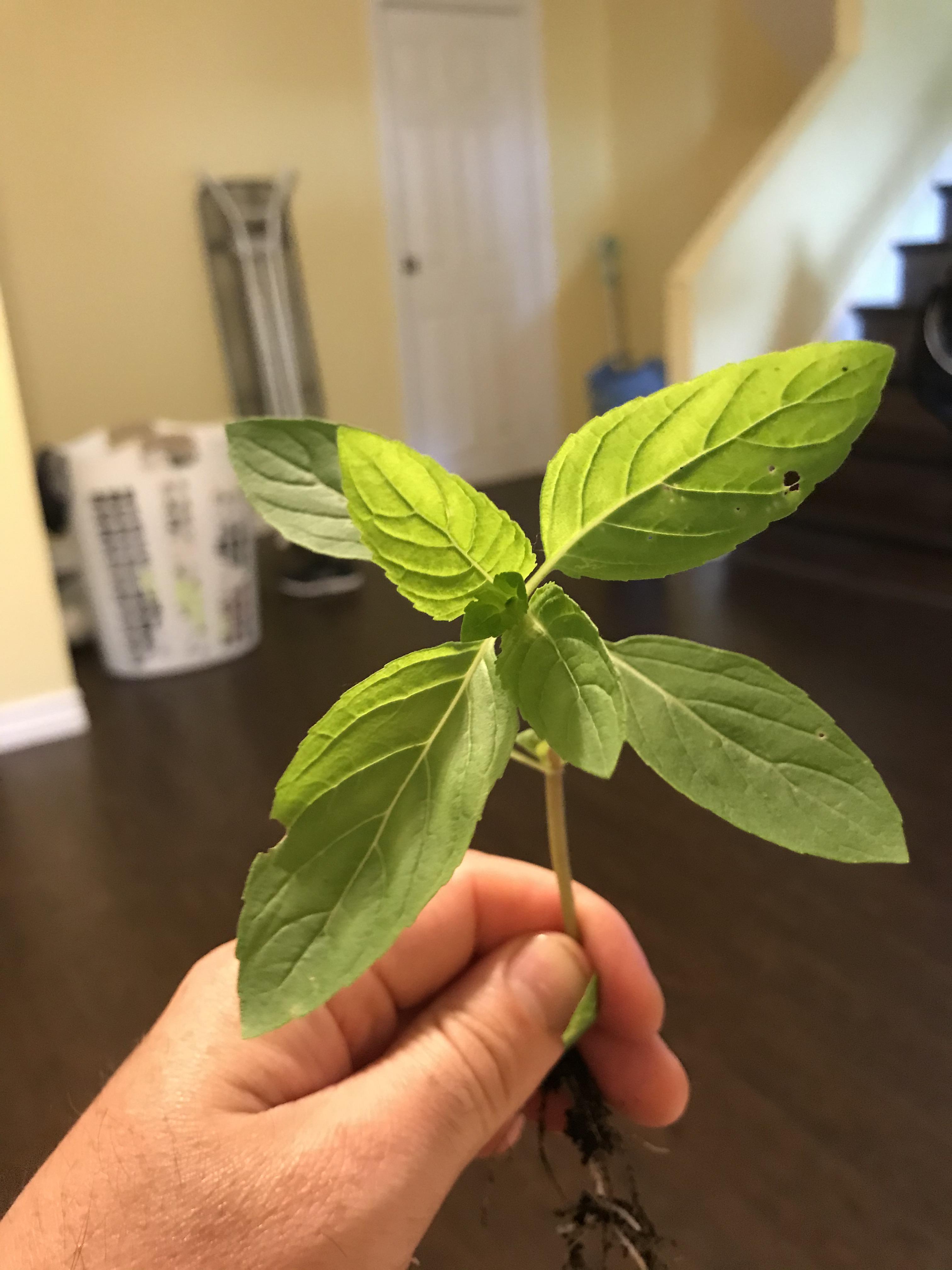 Anyone know what this may be? I think it’s a herb. Smells slightly