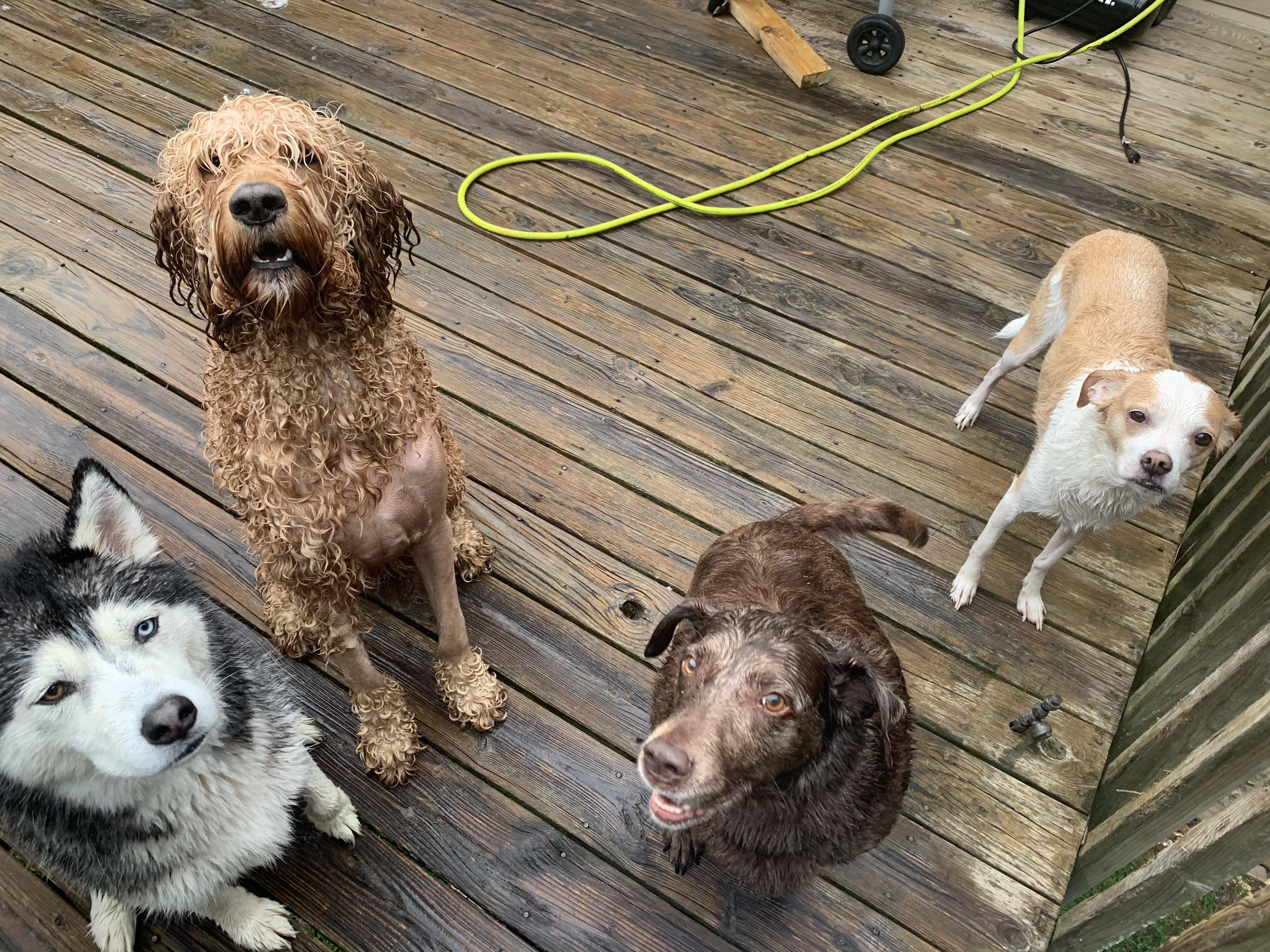 My Cool Collection of Freshly Washed Dogs . Yes they are all my dogs